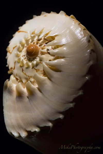 GemsoftheSea-06.jpg