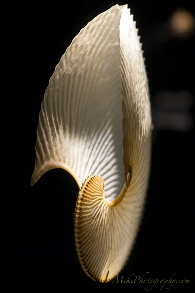 GemsoftheSea-14.jpg