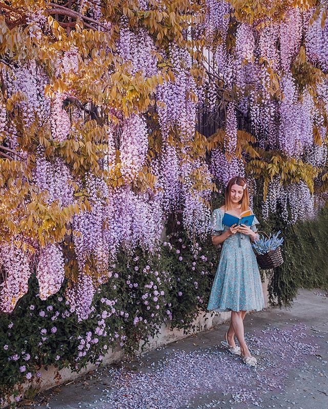 Rumor has it there is a #wisteriahysteria going around 💜 :
This one here really got me! It was shedding so much it felt like gentle purple rain ☂️ 💜
::
#wisteria #wisteriaflowers #sfblogger #onlyinsf