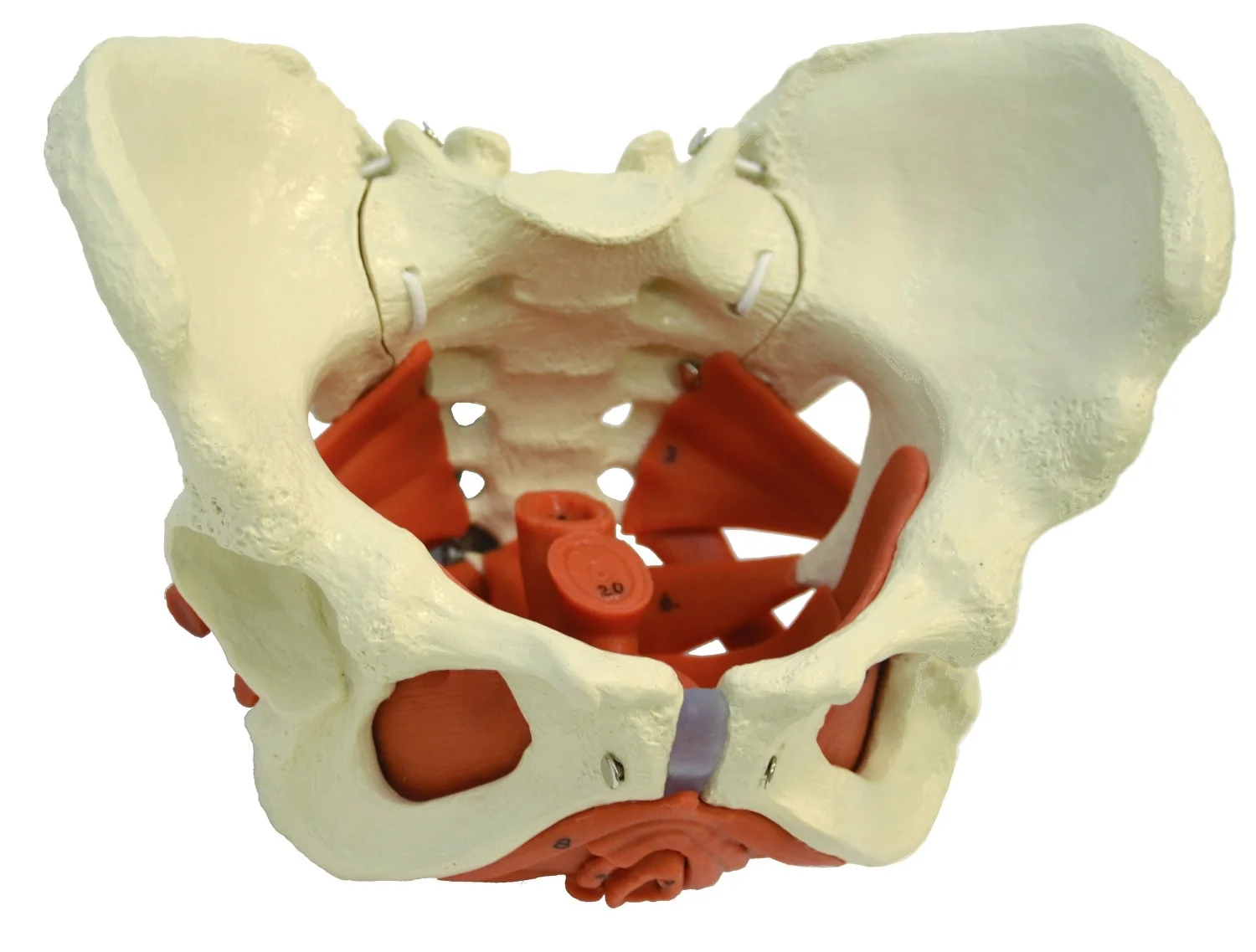 pelvic floor.jpg