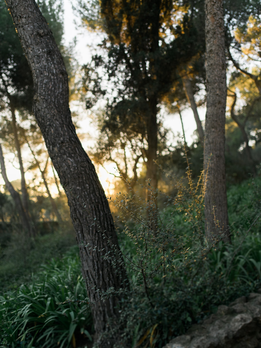 Through the trees