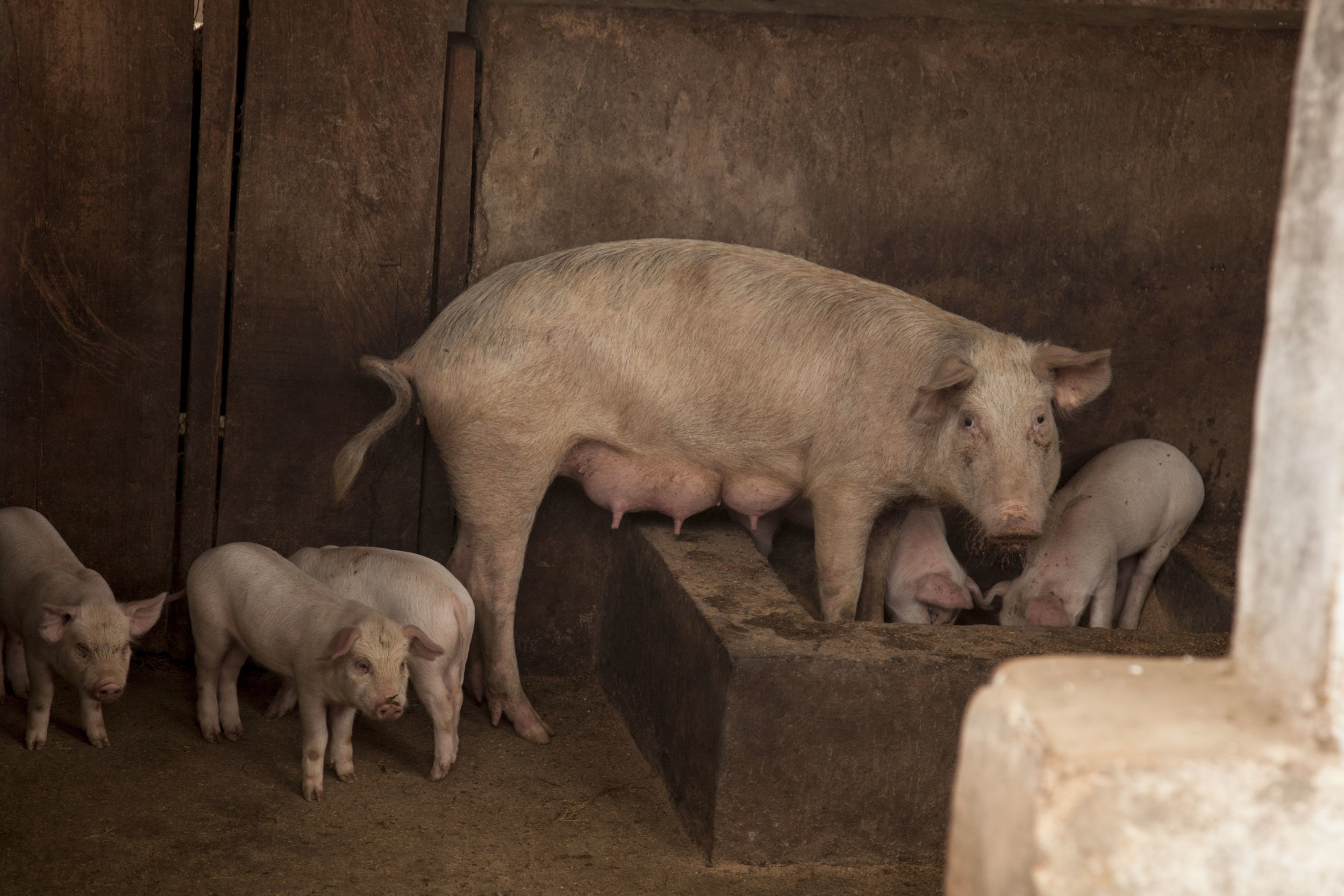 pig and piglets.jpg