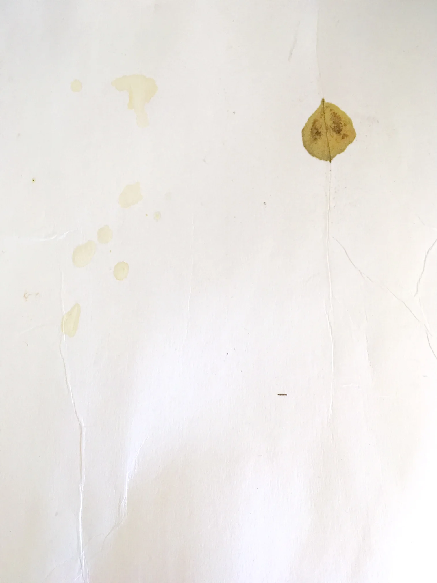 blotters, spilt pigment. (not a leaf, but so similar).