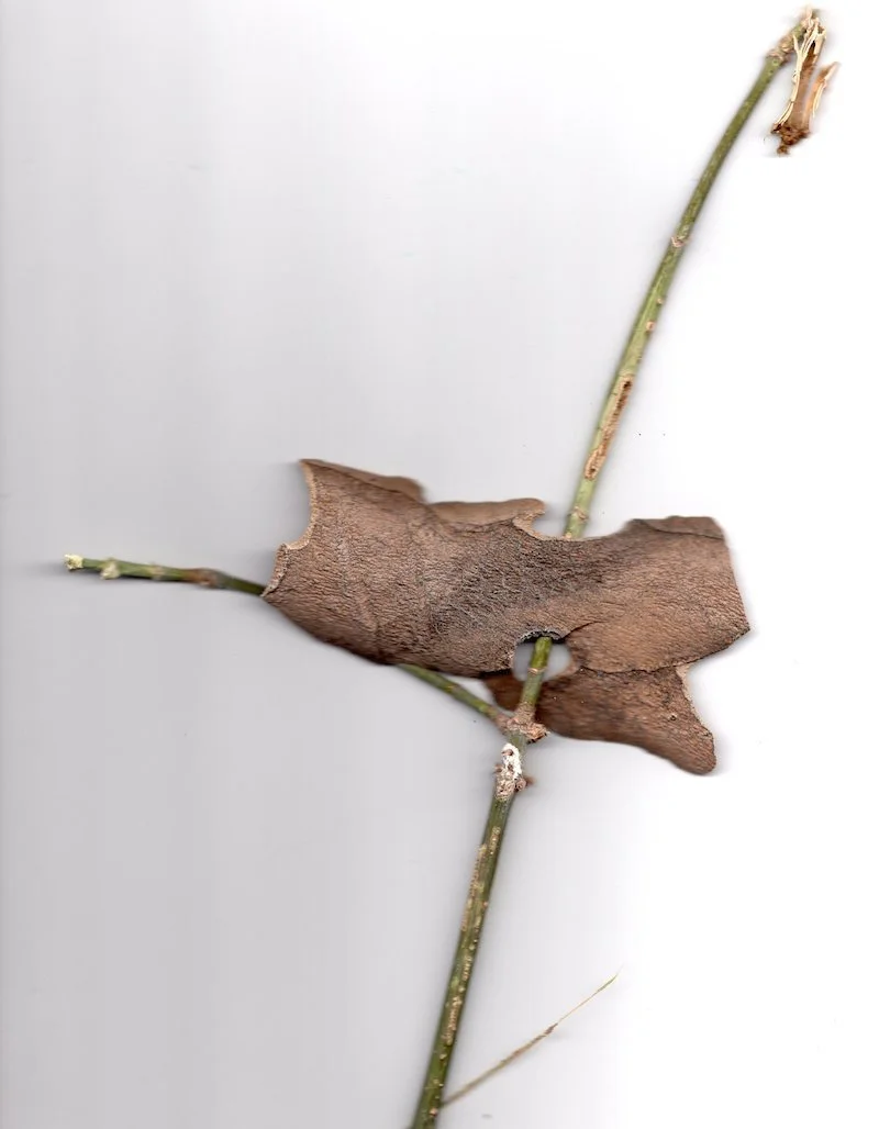 stick10.jpeg