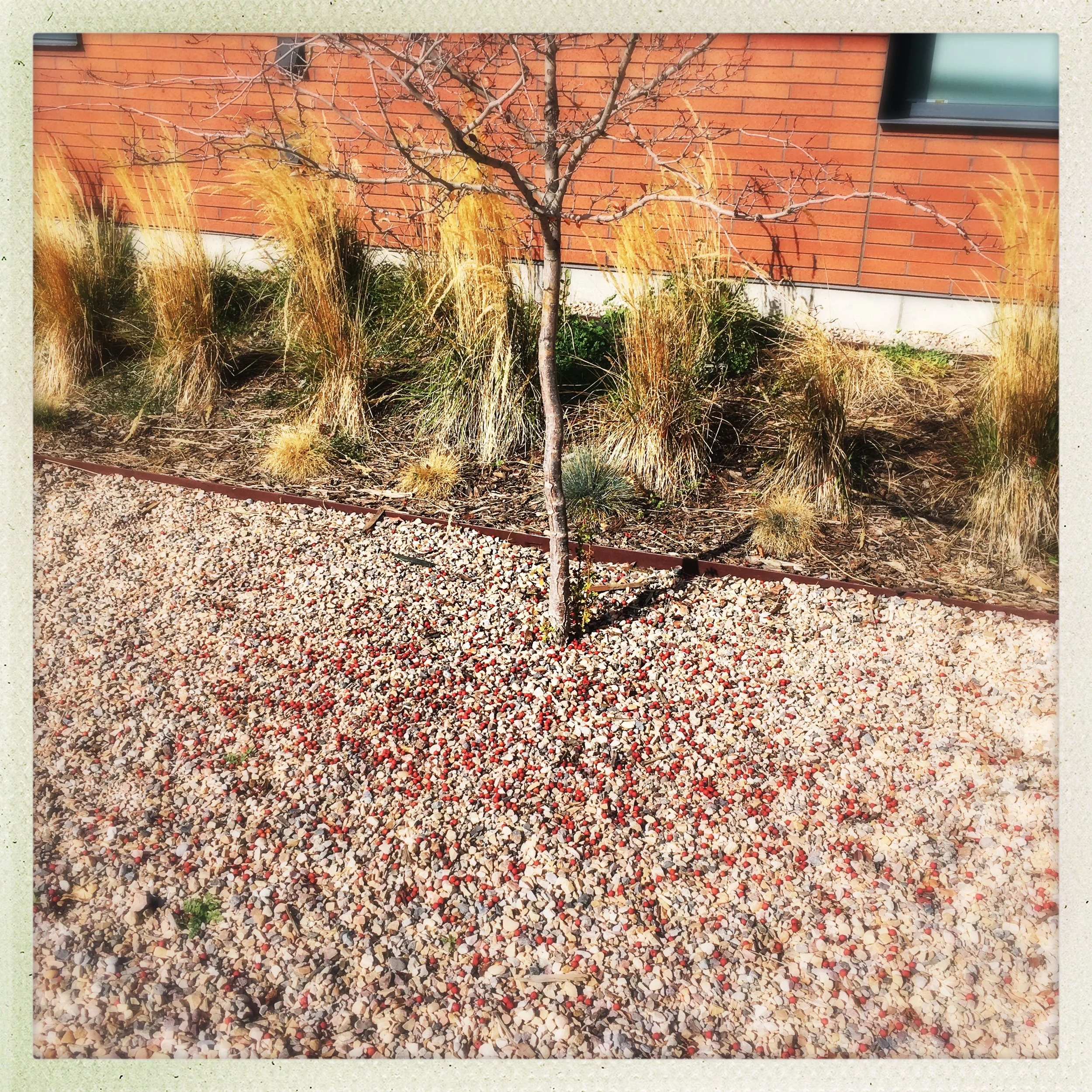 fructomany, the fallen red fruits that have withstood the fall and early winter, gravel lot, behind the studio