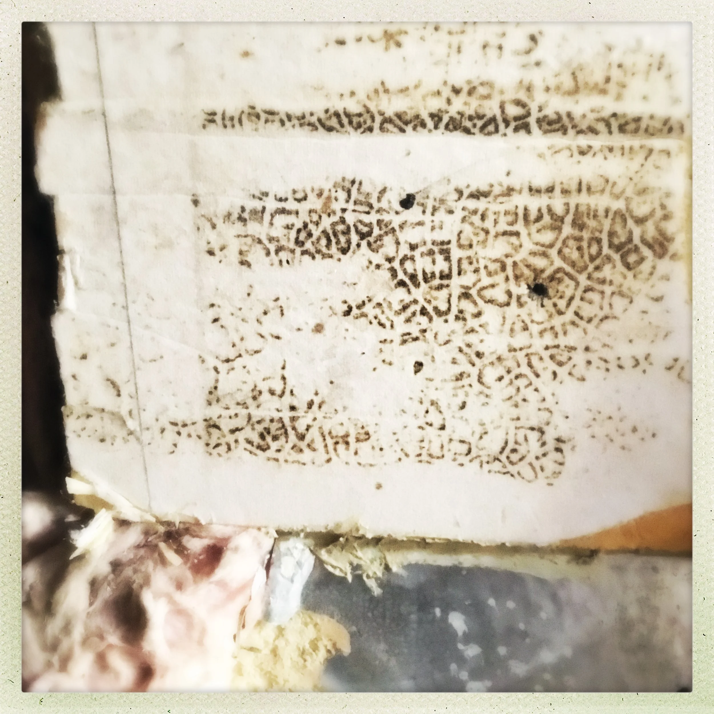and lastly, despite cringing, some really beautiful mold.