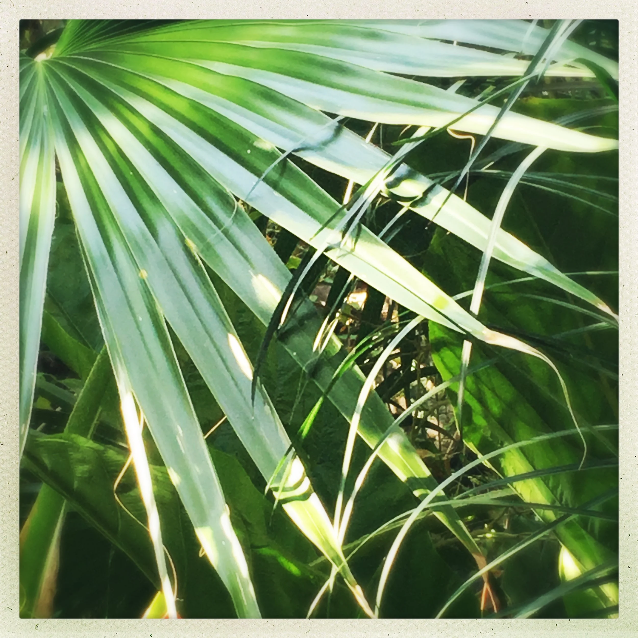 incidental weaving, the Denver Botanic Gardens.