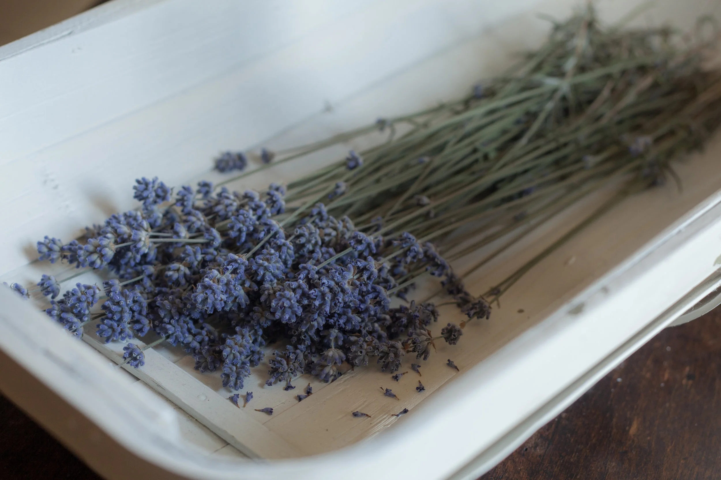 Patti J Bosomworth-4.JPG