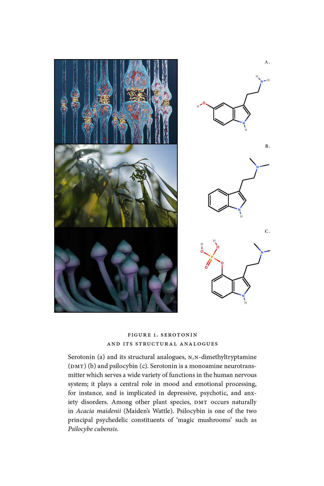 CHAOS-SERPENT-serotonin-web.jpg