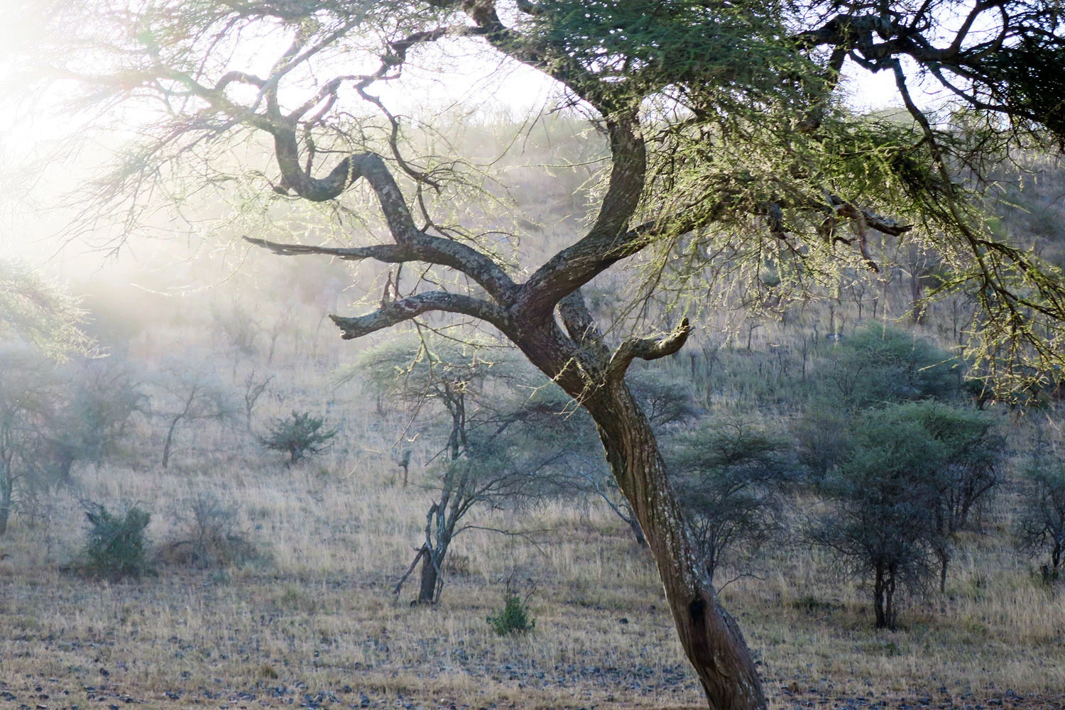 serengeti_acacia_tree.jpg