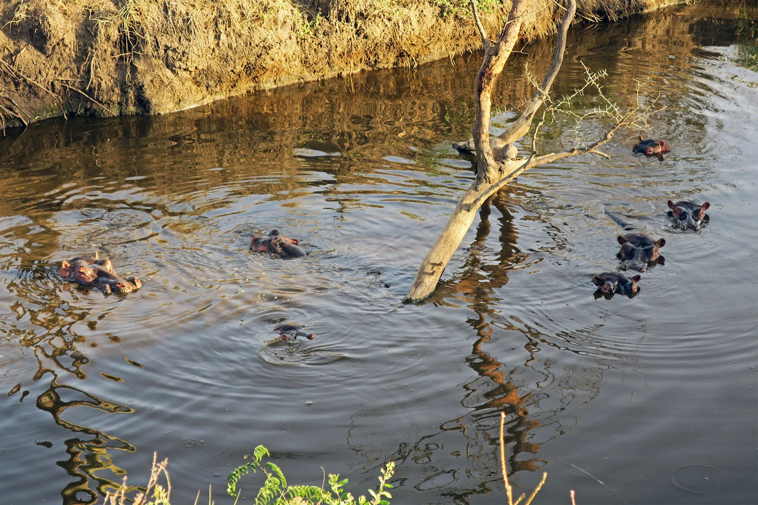 serengeti_hippo_pool.jpg