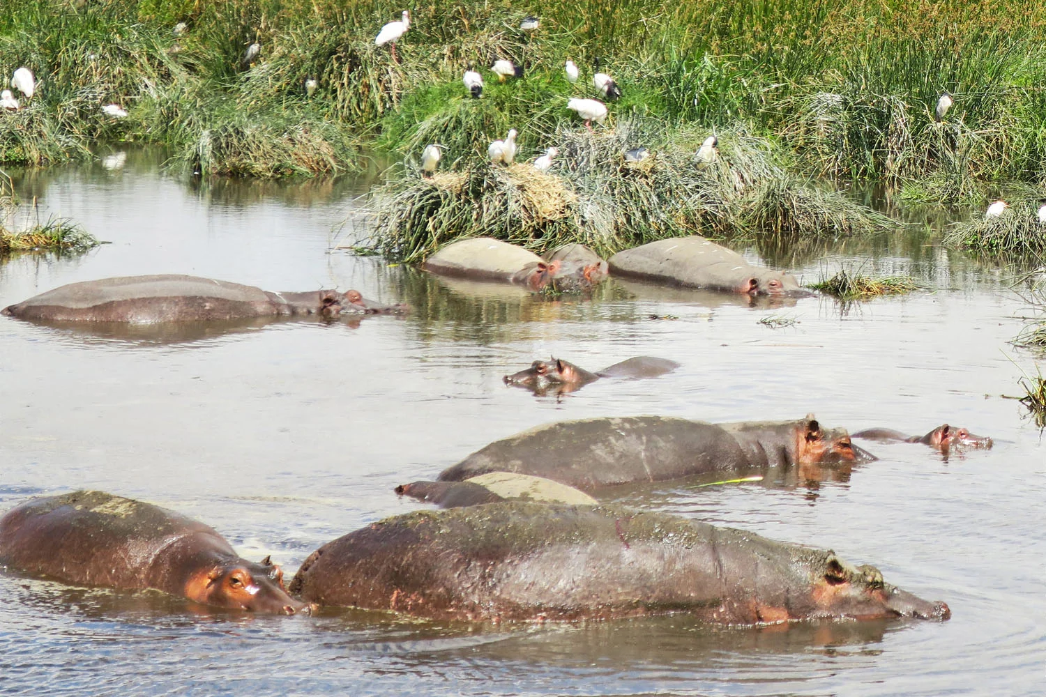 tanzania_safari_ngorongoro_hippos.jpg