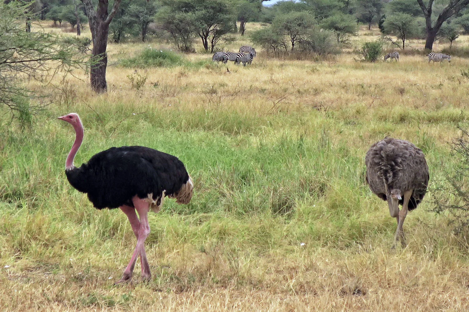 tanzania_safari_ostrich.jpg