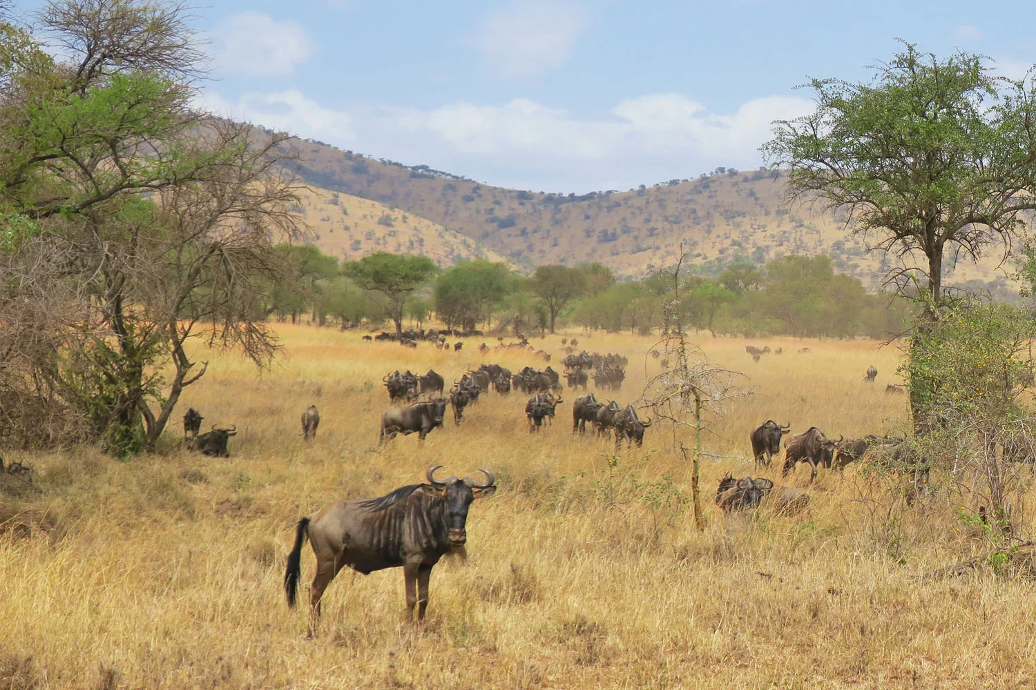 tanzania_safari_wildebeest_great_migration.jpg
