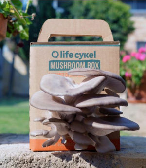 Life Cykel mushroom box.png