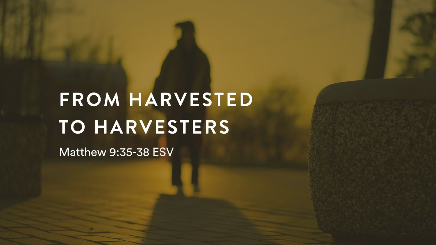 Follow Me Series: From Harvested to Harvester