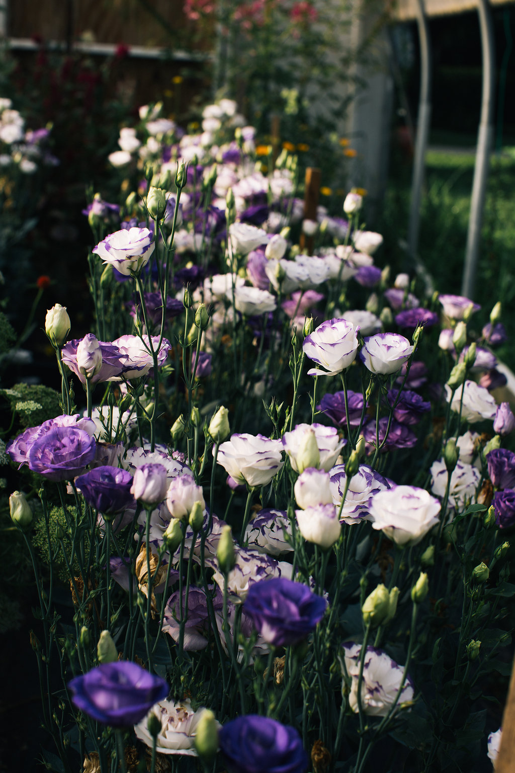 Farmhouse.Flowers_at_Mayneland.Farm-6954.jpg