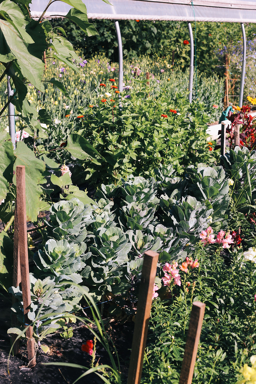 Farmhouse.Flowers_at_Mayneland.Farm-5756.jpg