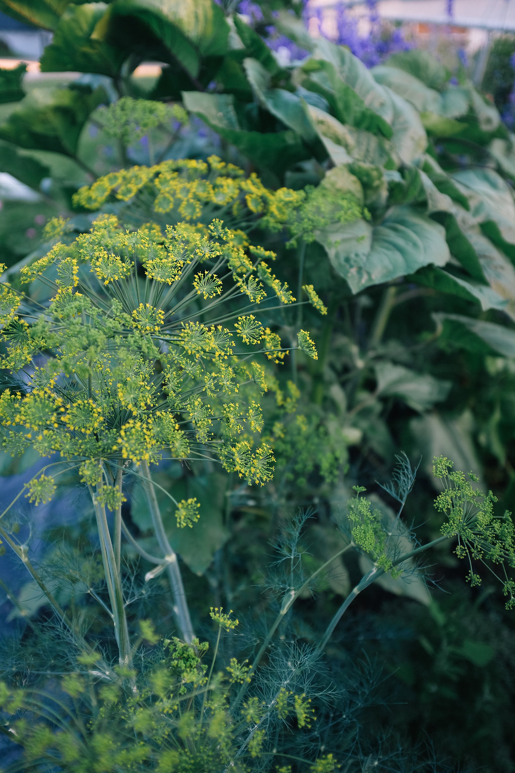 Farmhouse.Flowers_at_Mayneland.Farm-2537.jpg