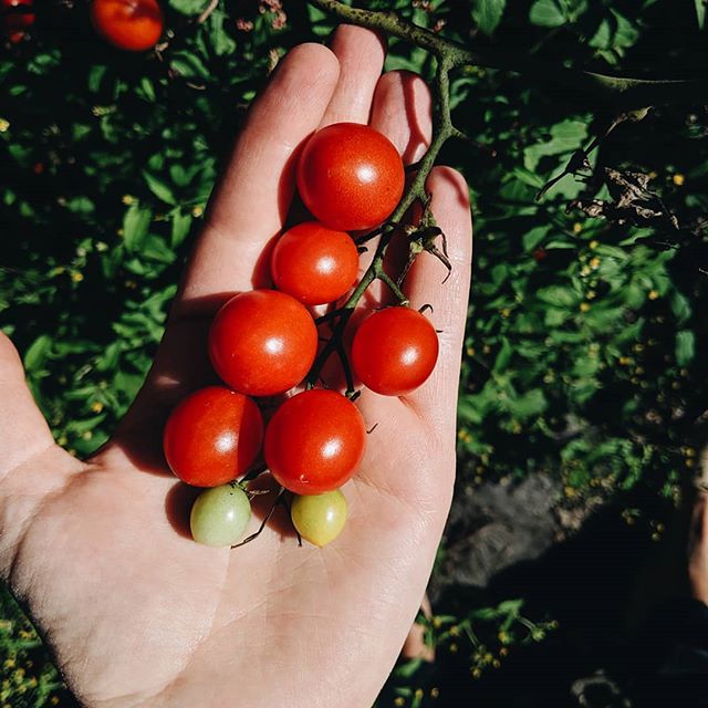 Friendly PSA to maximize flavor and keep your tomatoes out of the fridge! Sponsored by this perfect, late-season vine 🍅!