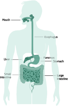 Canadian Sugar Institute. http://www.sugar.ca/Nutrition-Information-Service/Educators-Students/The-Science-of-Sugar/Human-Digestive-System.aspx