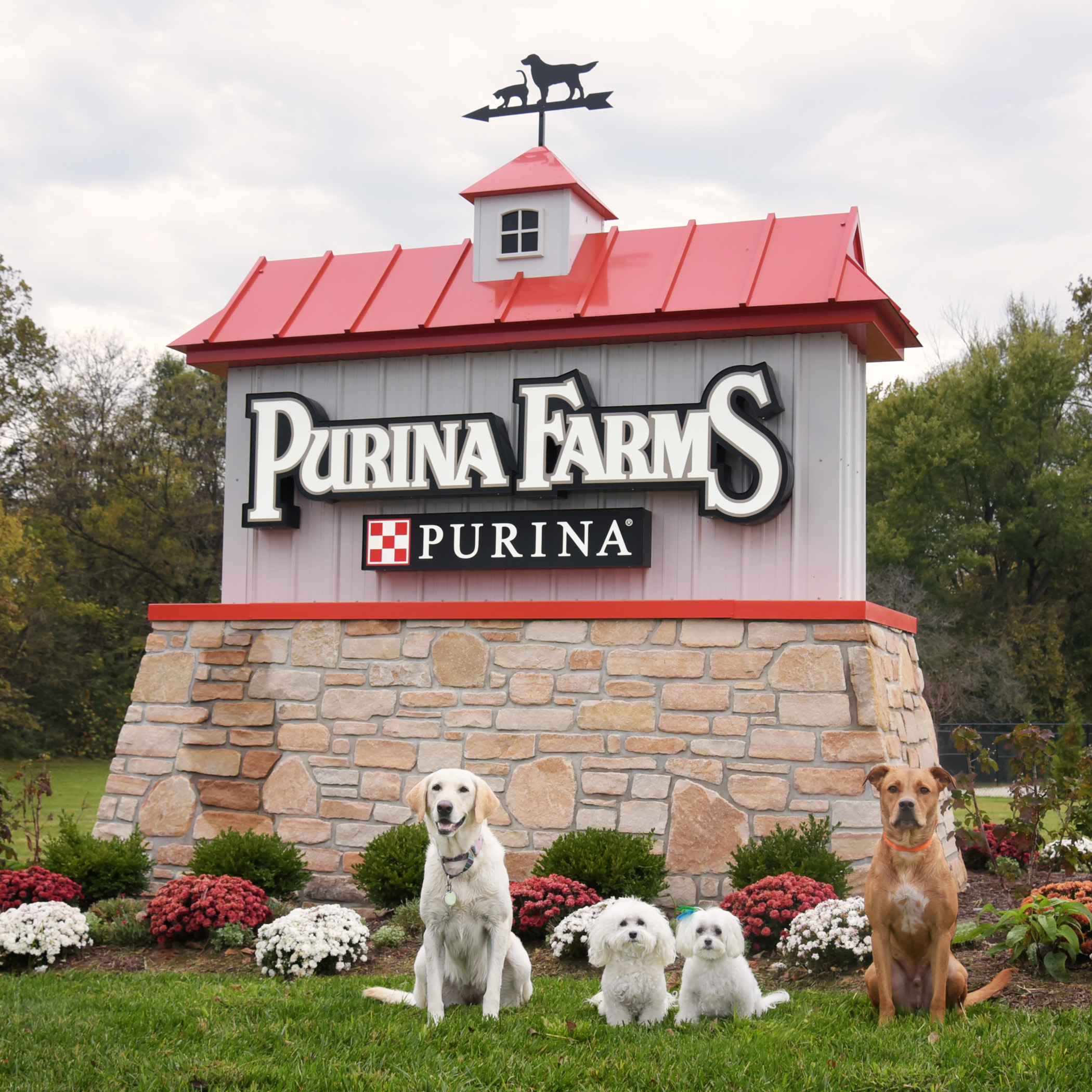  We survived 22 1/2 hours in the car, crossed five states, experienced temps from the 90s to the 40s, but the most important part…we made it to PurinaFarms, safe and sound! Now we’re off to rest. We all have a big day of jumping and cheering ahead of