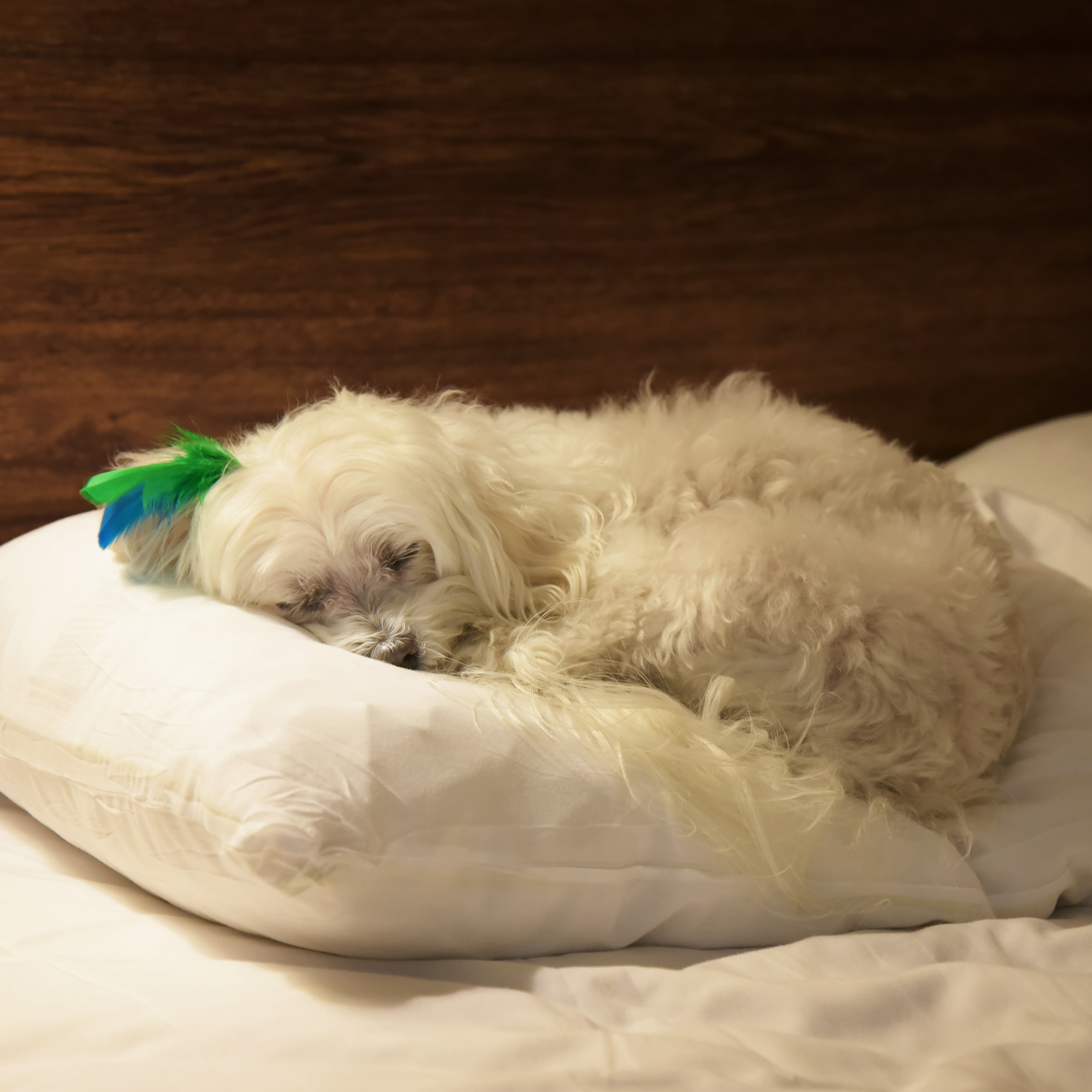  Oh my gosh, we slept awesome! All of us fell into deep slumber and didn’t wake until the alarms went off this morning. As you can see, the princess has had breakfast and a potty break and thinks going back to bed should be the schedule for the day. 