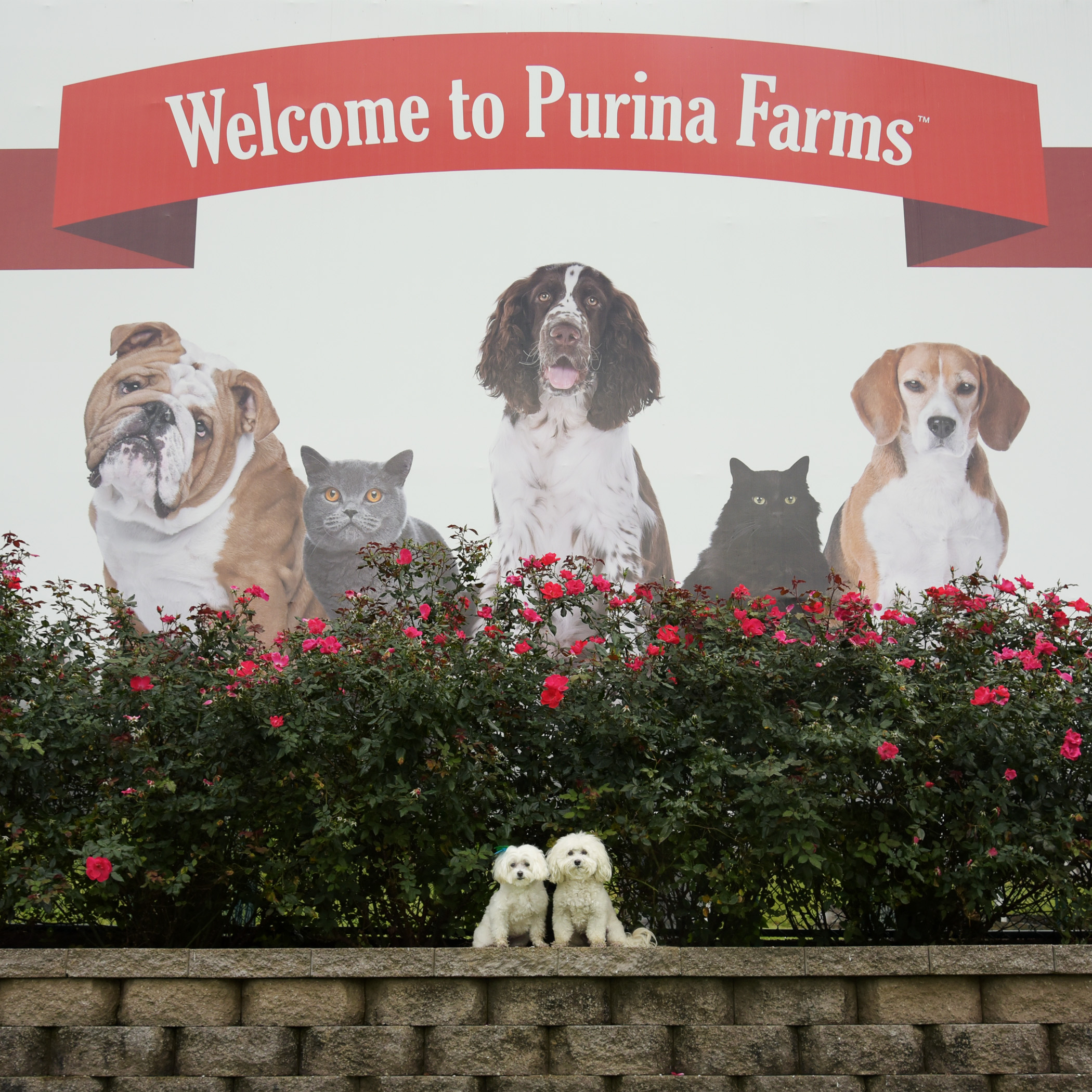  Ah yeah, we’re just two little munchkins hanging out at the big Purina Farms in Gray Summit, Missouri! 