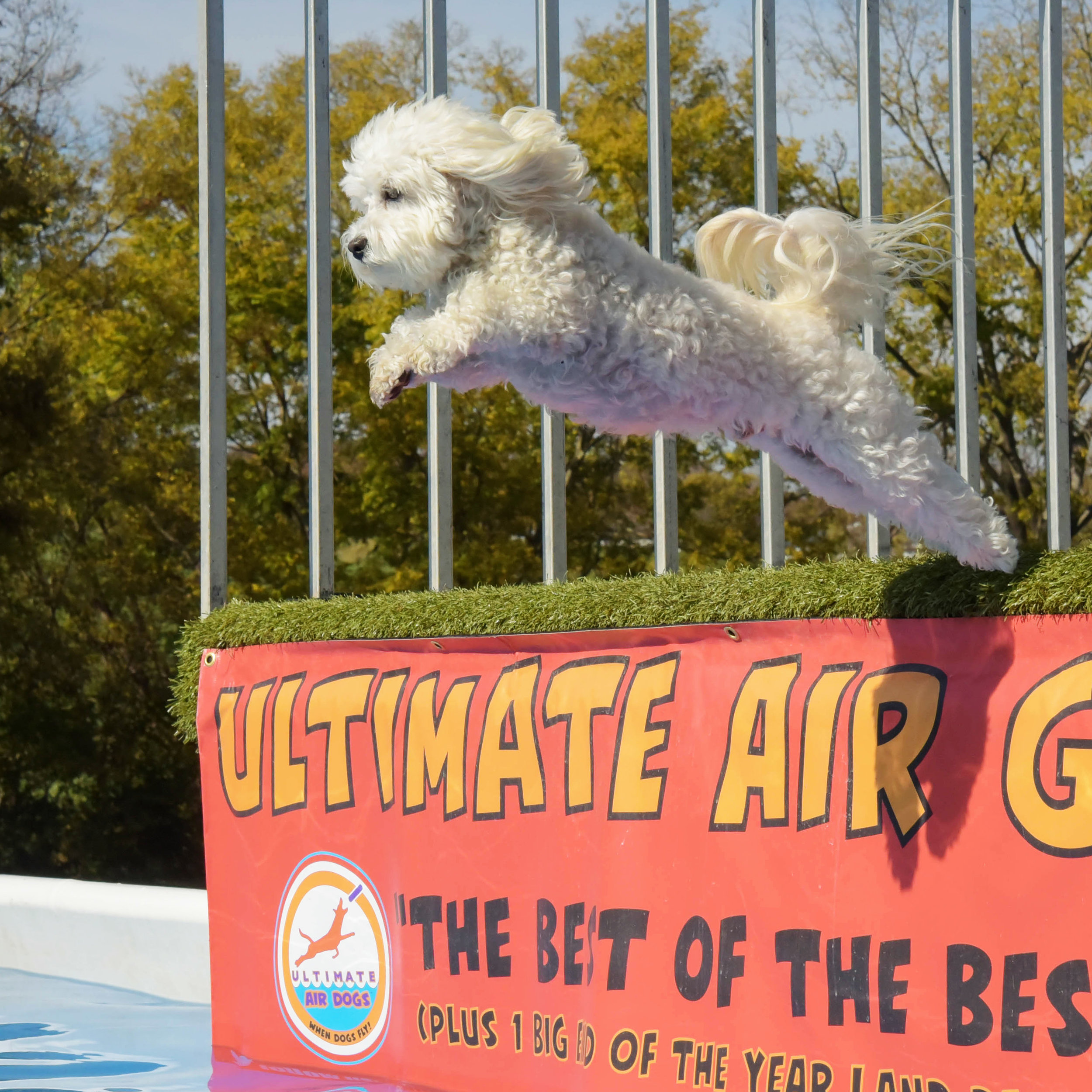  Today was the Featherweight Finals, and Bruiser jumped his longest jump of the weekend! 5 Feet! He didn’t even need the ball, he was just ready to jump! (I apologize in advance for the motion sickness video…I get too excited and the camera goes all 