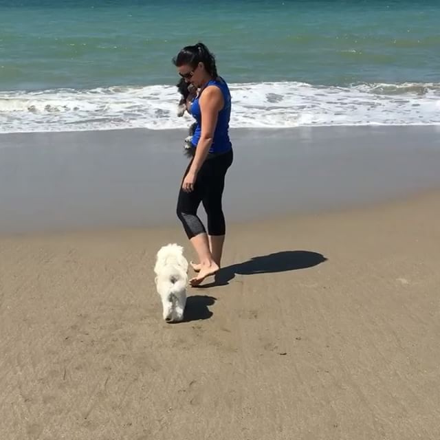 Our first visit to the beach was a success! Bruiser and Pebbles were a little unsure about the incoming waves. Even though they would run when the water came up to them, they both still got wet and just kept coming back for more. Pebbles even got am