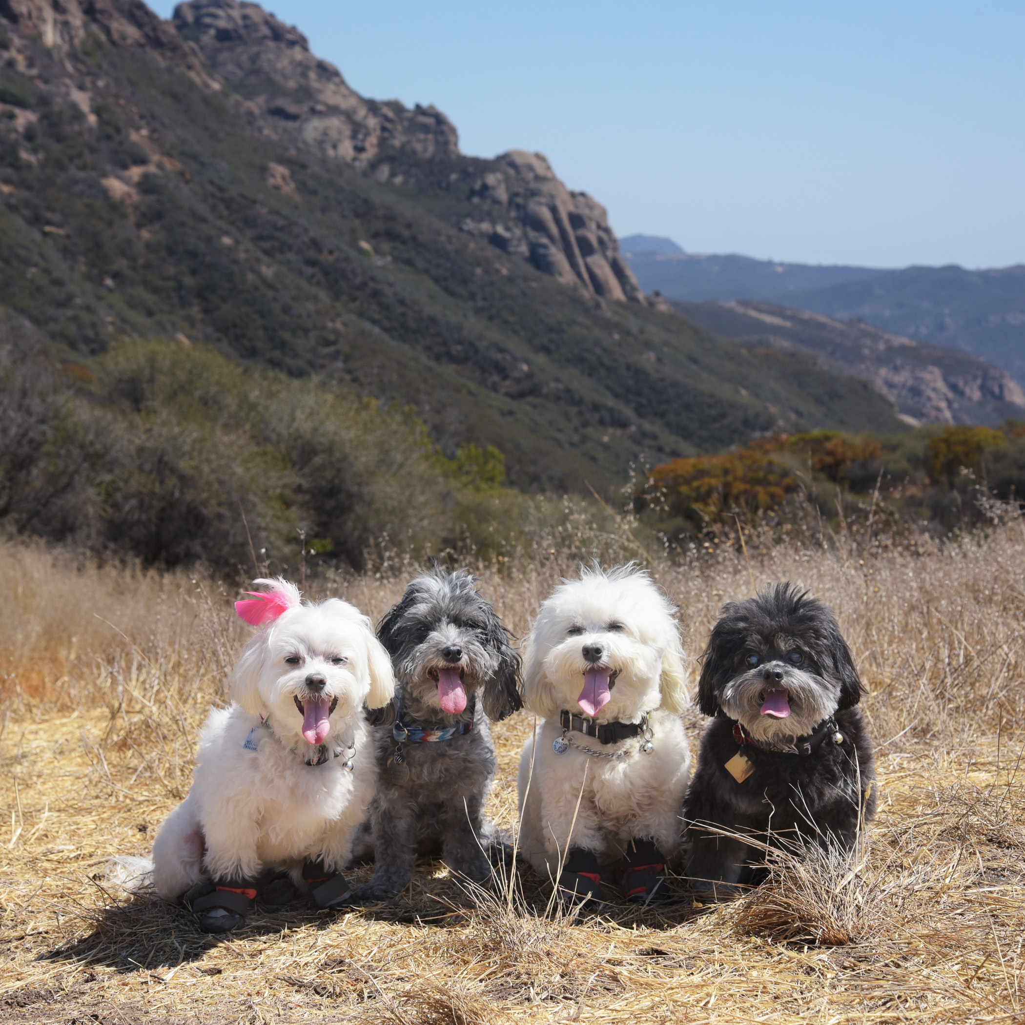  We tried to go for a hike in the Santa Monica Mountains, but it turned out to be way too hot. We went a short distance and both Mommy &amp; Daddy said nope, this is too much for you guys. (Personally, we just think they’re weanies and weren’t up for