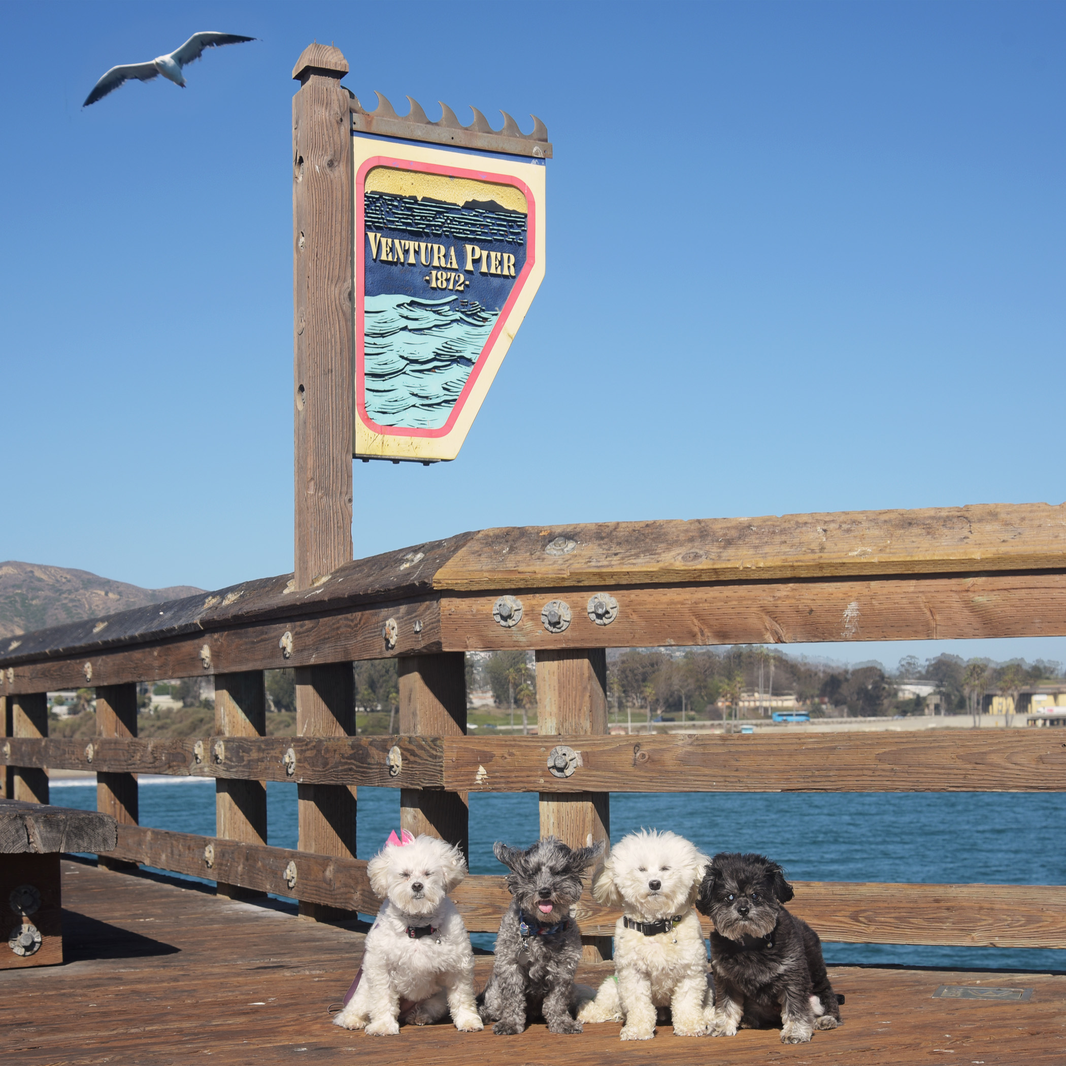  Another day spent adventuring around Ventura! We walked all the way to the end of the pier, where it was crazy windy and there were lots of birds that we so badly wanted to chase! 