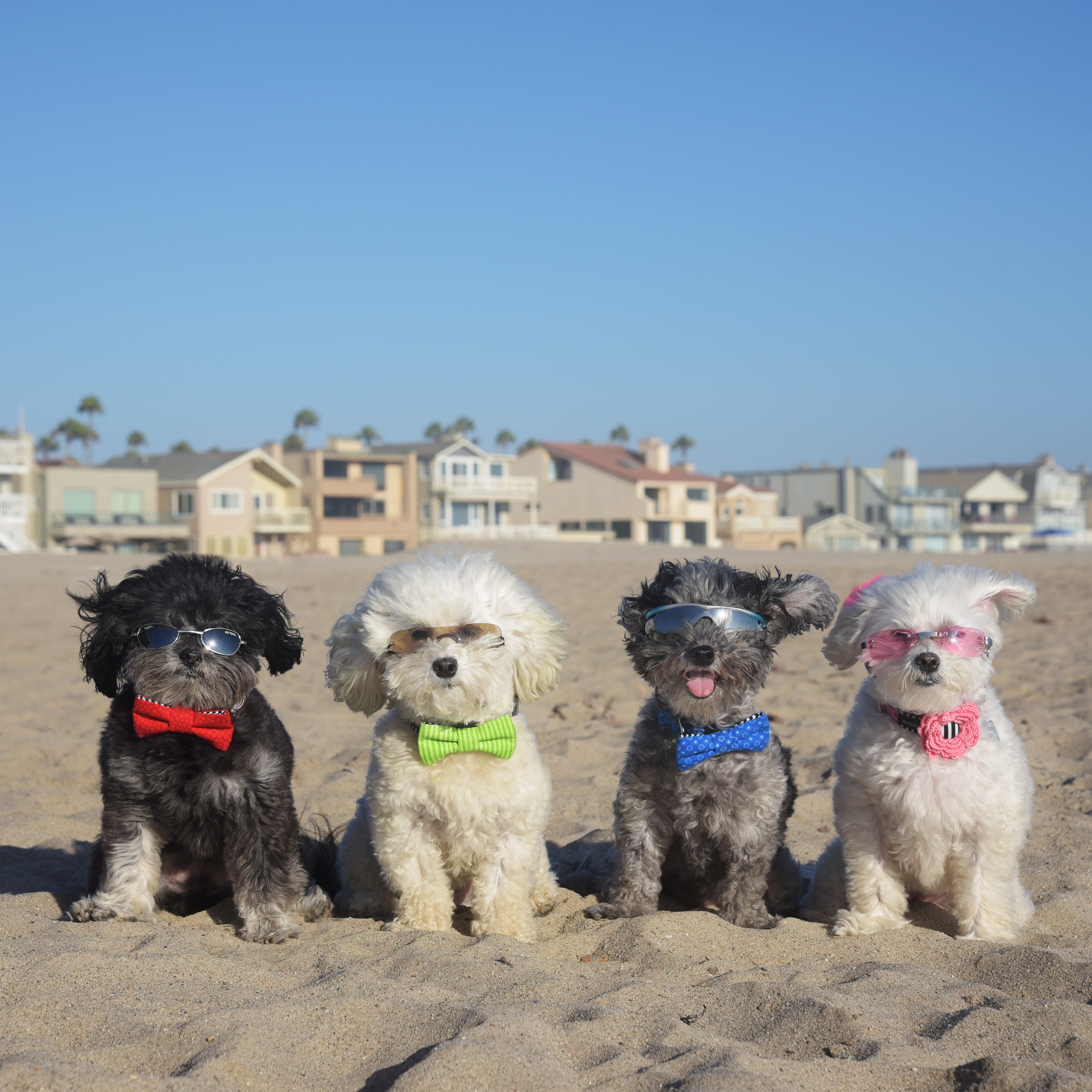  No visit to the beach would be complete without a beach modeling photo! We’re wearing our favorite designer, Waggiwear.com. 