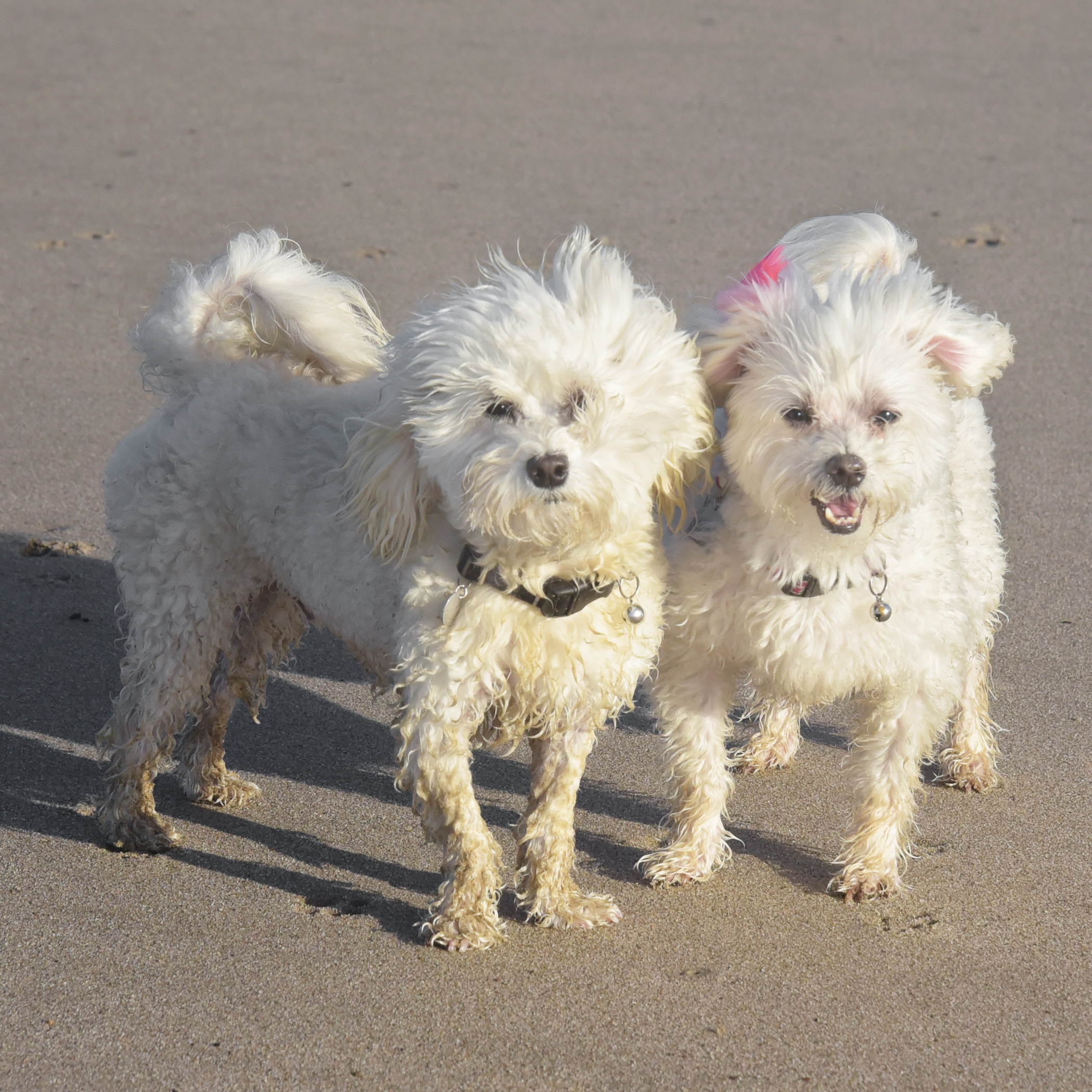  These two!! I have never seen bigger smiles, crazier zoomies, and just reckless abandonment!! And yes, they are ridiculously dirty! And yes, it was totally worth it! 