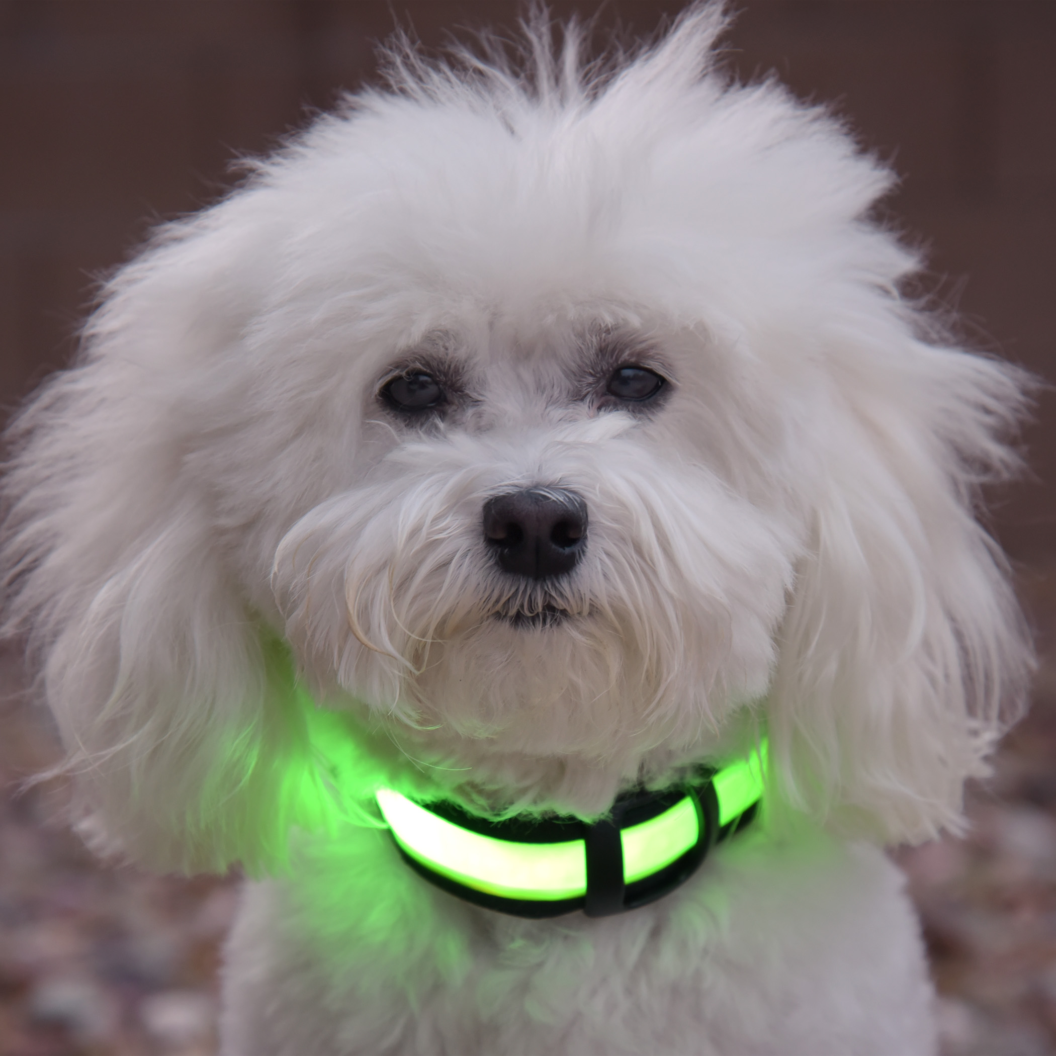  On October 16th, Bruiser will be jumping to raise money for some of our dock diving friends, who are currently fighting Breast Cancer! . A huge thank you to Halo Belt for donating their amazing LED collars to us! Now that the sun has started setting