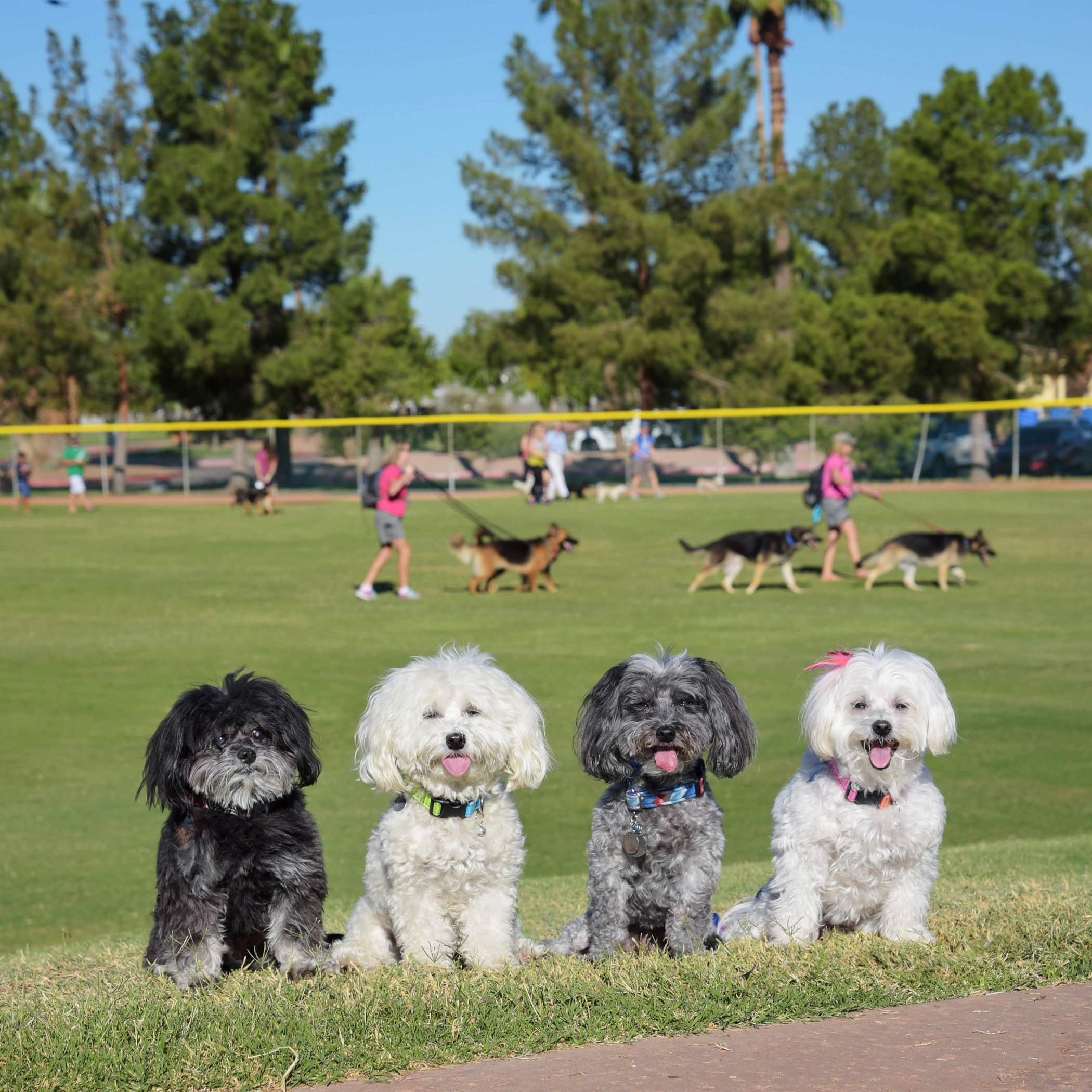  We made it to Freestone Park, the site of the very first Phoenix Strut Your Mutt Walk to benefit Best Friends Animal Society. There are doggies everywhere!! We can’t wait to strut our stuff on the catwalk! Wait, this is a dog walk, not a cat walk!! 