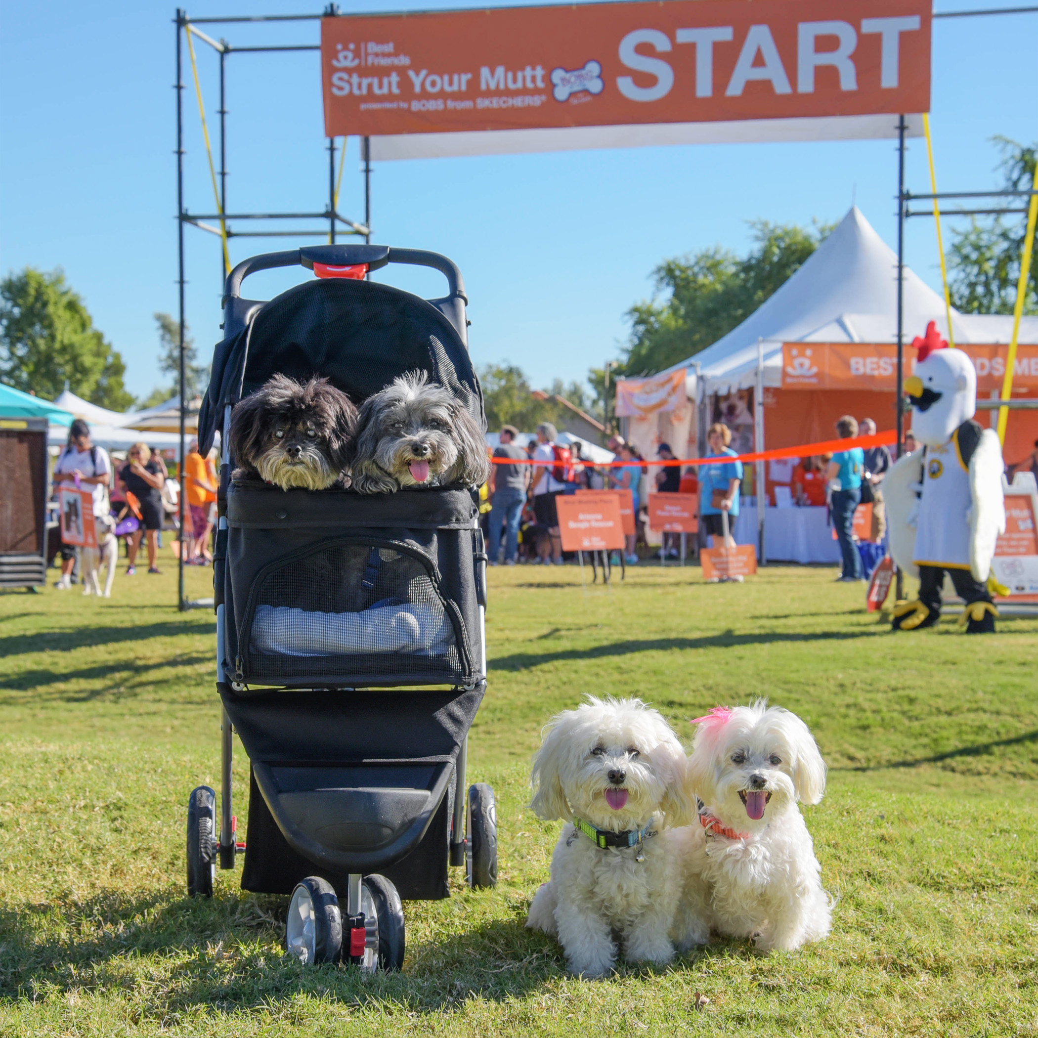  We’re at the start line, ready to strut our stuff off! We have to say a huge, huge Thank You to everyone who supported us, donated money and is walking with us in spirit. Because of each of you, we were able to not only blow away our donation goal, 