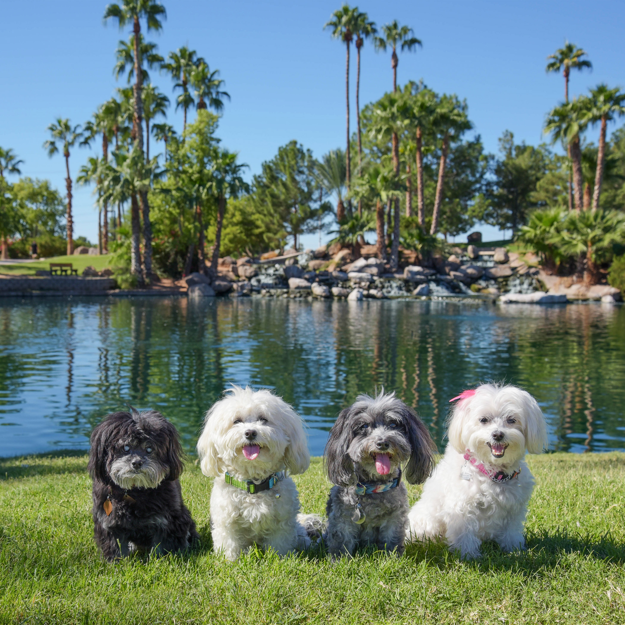  Doesn’t it look like we are in paradise?!? We are so blessed to be able to experience such beauty and happiness! We wish and dream that every doggie in this big wide world will have the opportunity to experience something just as beautiful and be fi