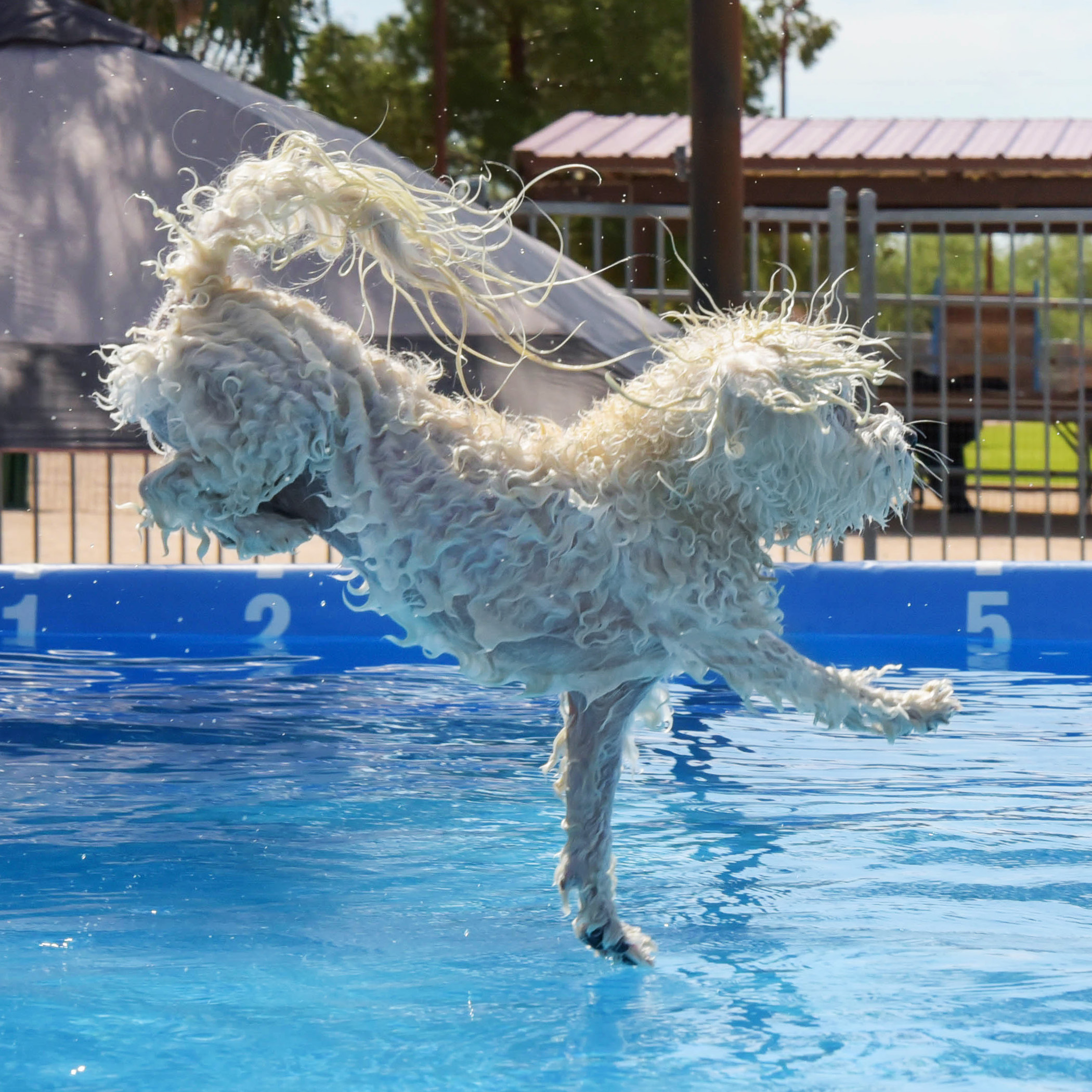  My signature water entry! It’s always important to drop one paw to create that perfect ripple for a low splash entry. 