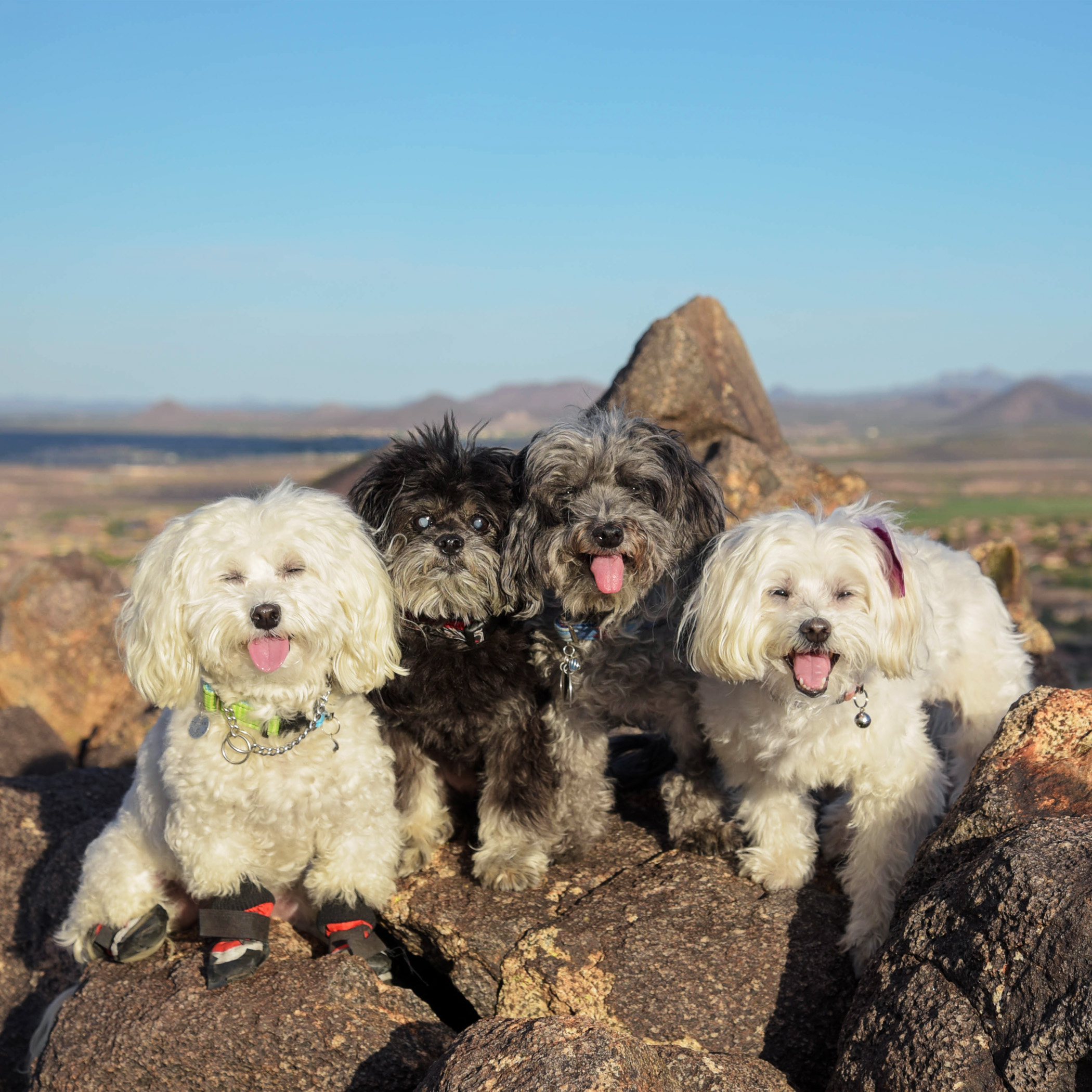  We made it to the top of Sunrise Mountain! That was a steep one…our little legs had to work really hard. What a view…worth every step! 