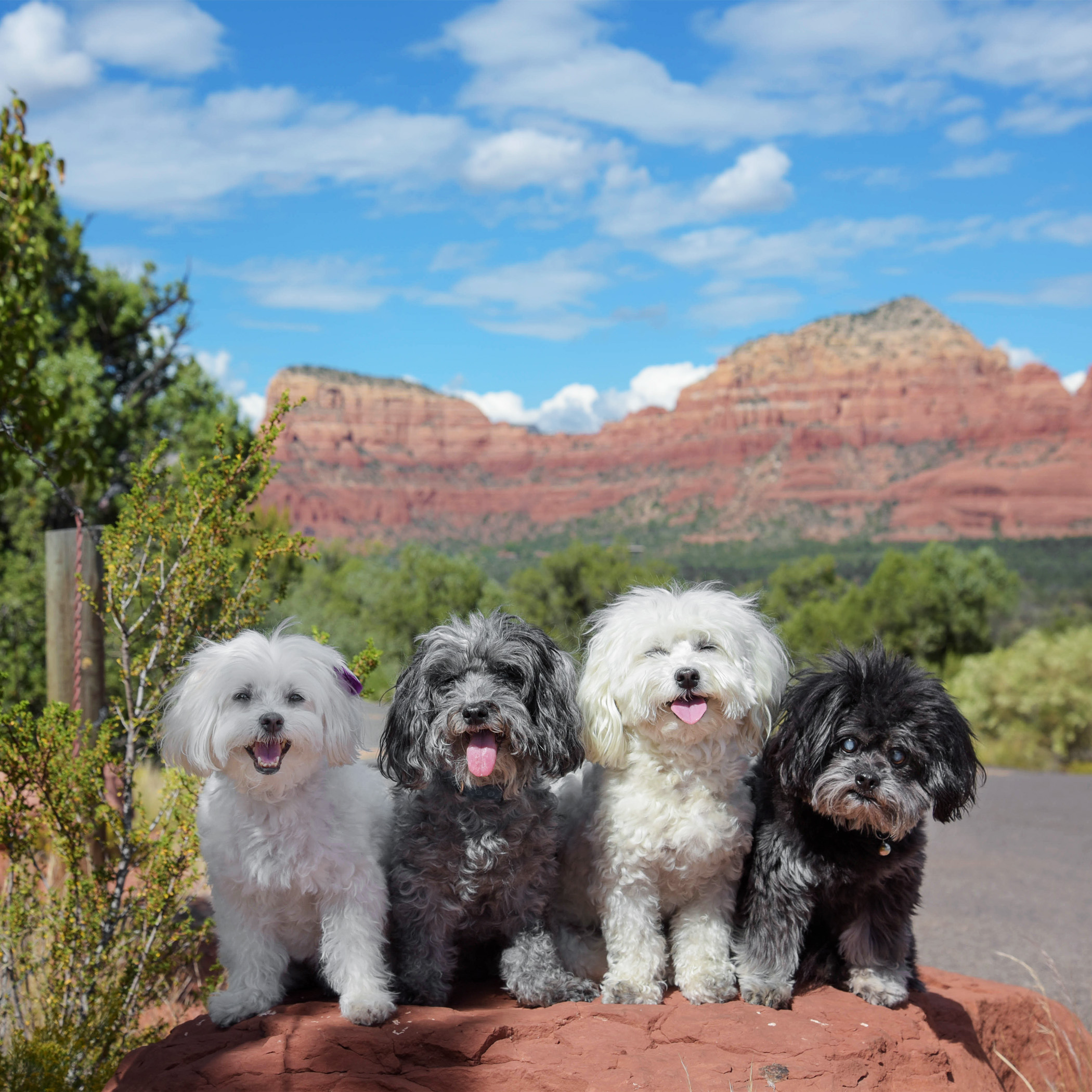  Having visitors is so fun, we get to explore places that we don’t go to on a regular basis. Like Sedona, less than two hours away, but we have only been there a couple of times. Nothing like seeing the beautiful, red rocks of Sedona! 