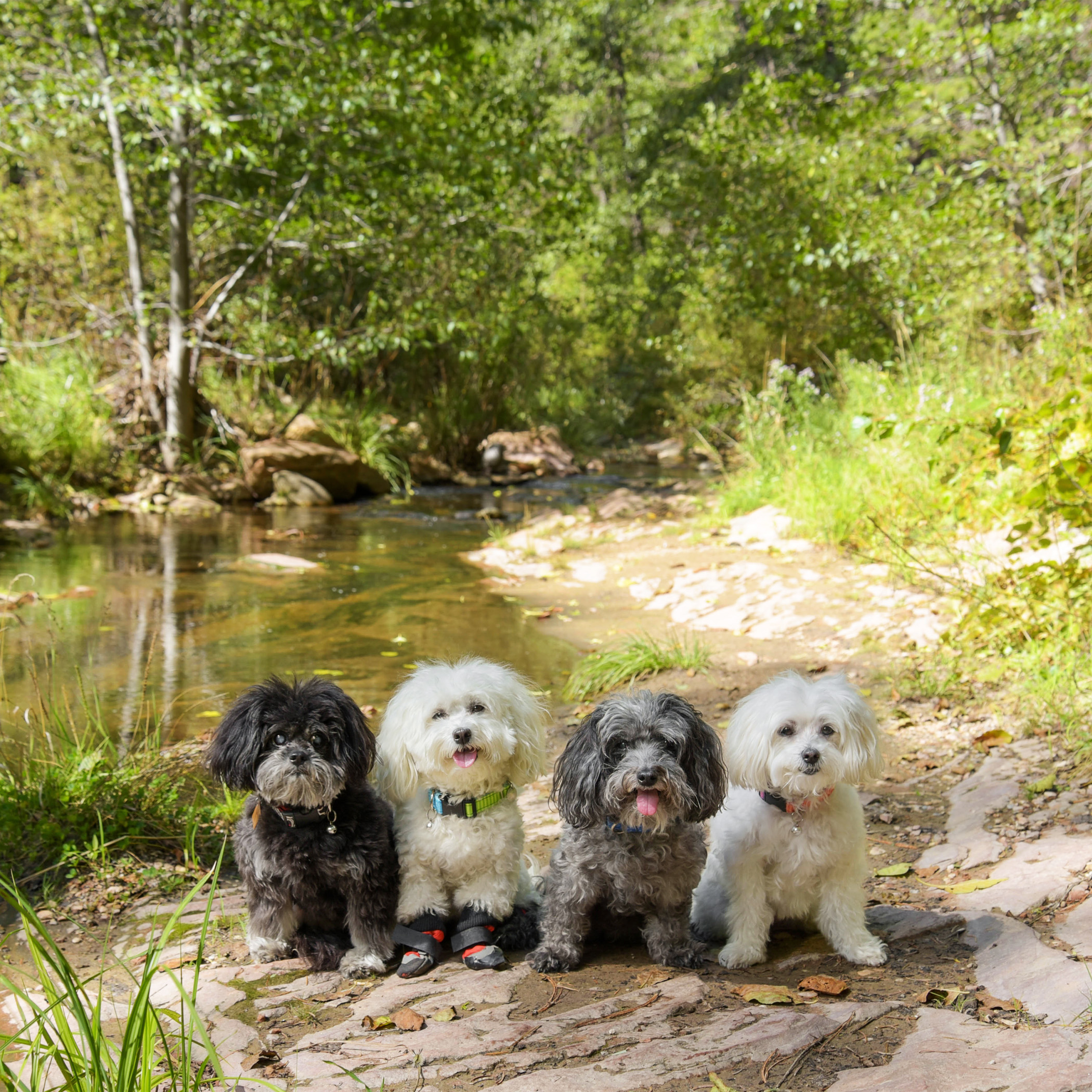  The best hiking trail in Sedona is supposed to be the West Fork of Oak Creek. So, of course, we had to check it out! A stream runs alongside the trail through a forested canyon, surrounded by beautiful rock formations. It was very different from our