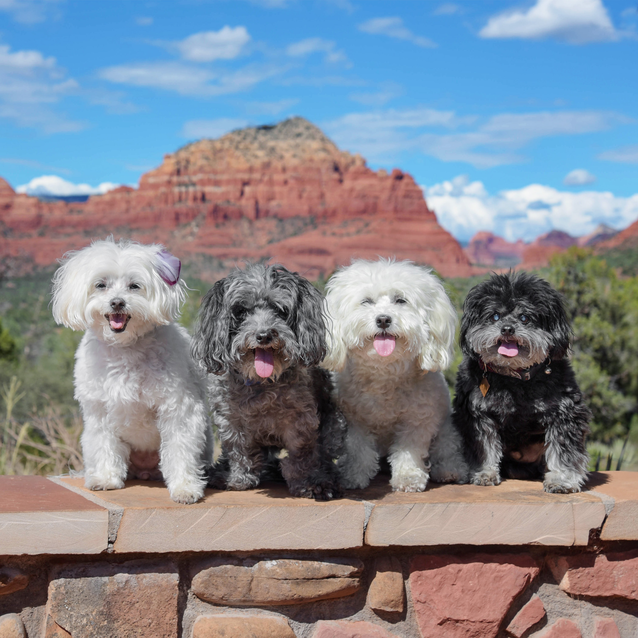  A rare Benji tongue sighting…pretty sure that means it’s time to call it a day! 