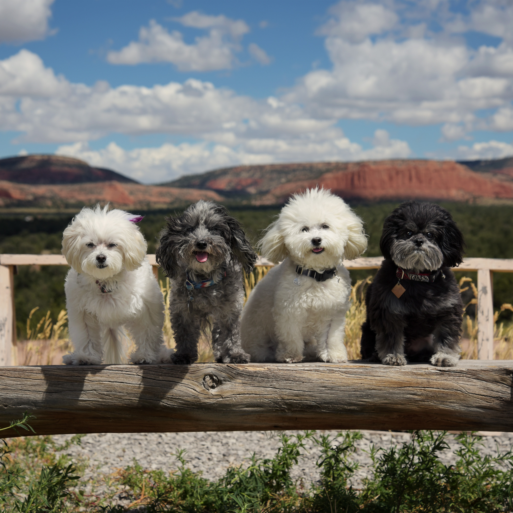  Here we are at the Continental Divide…we have no idea what it is, but we did get to leave our scent and got some treats out of the deal, so it must be a pretty cool thing!&nbsp; 