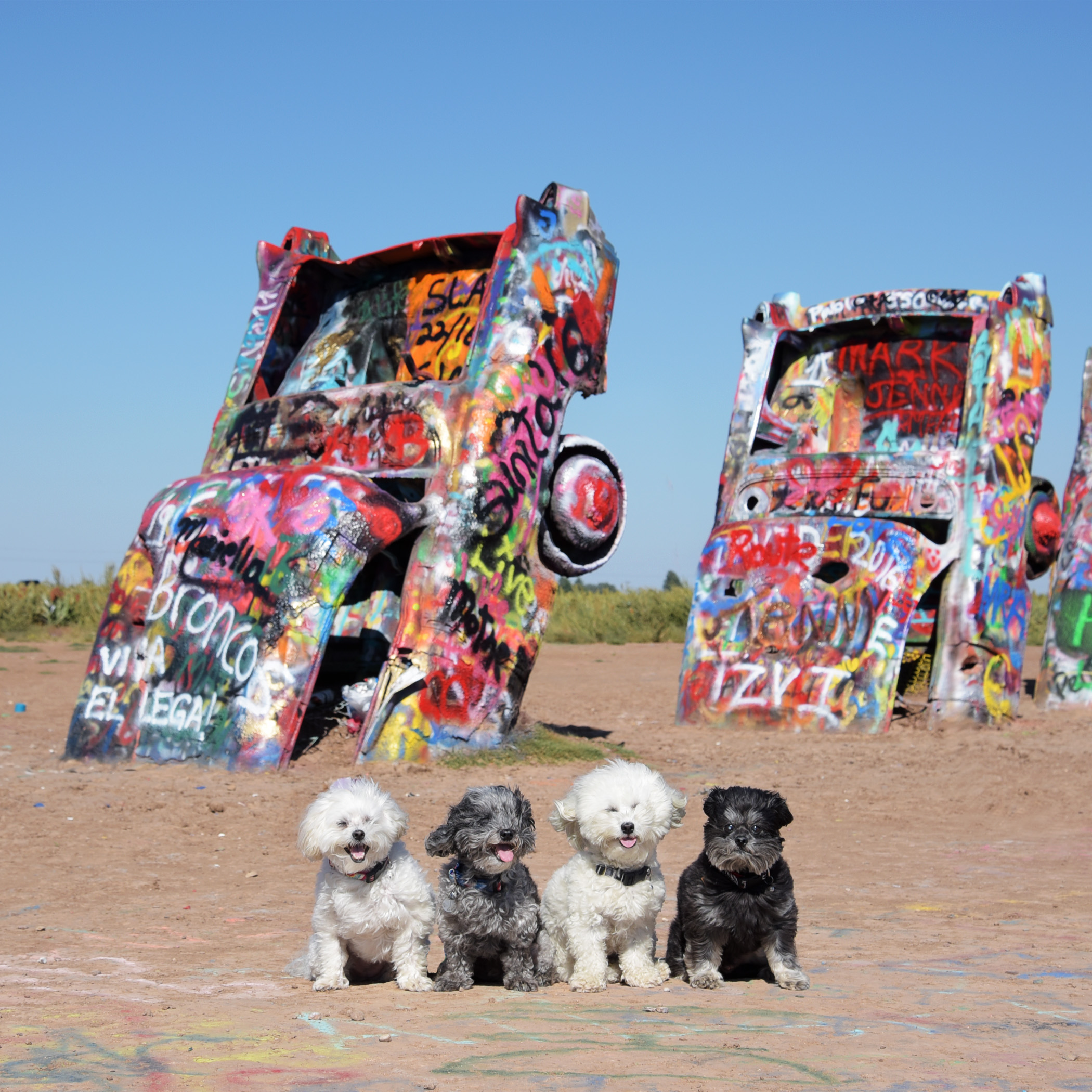  Just outside of Amarillo, Texas is Cadillac Ranch, a public art installation and sculpture. Various Cadillacs have been half buried, nose first in the ground. Writing graffiti or spray painting is actually encouraged, so every time you see the insta
