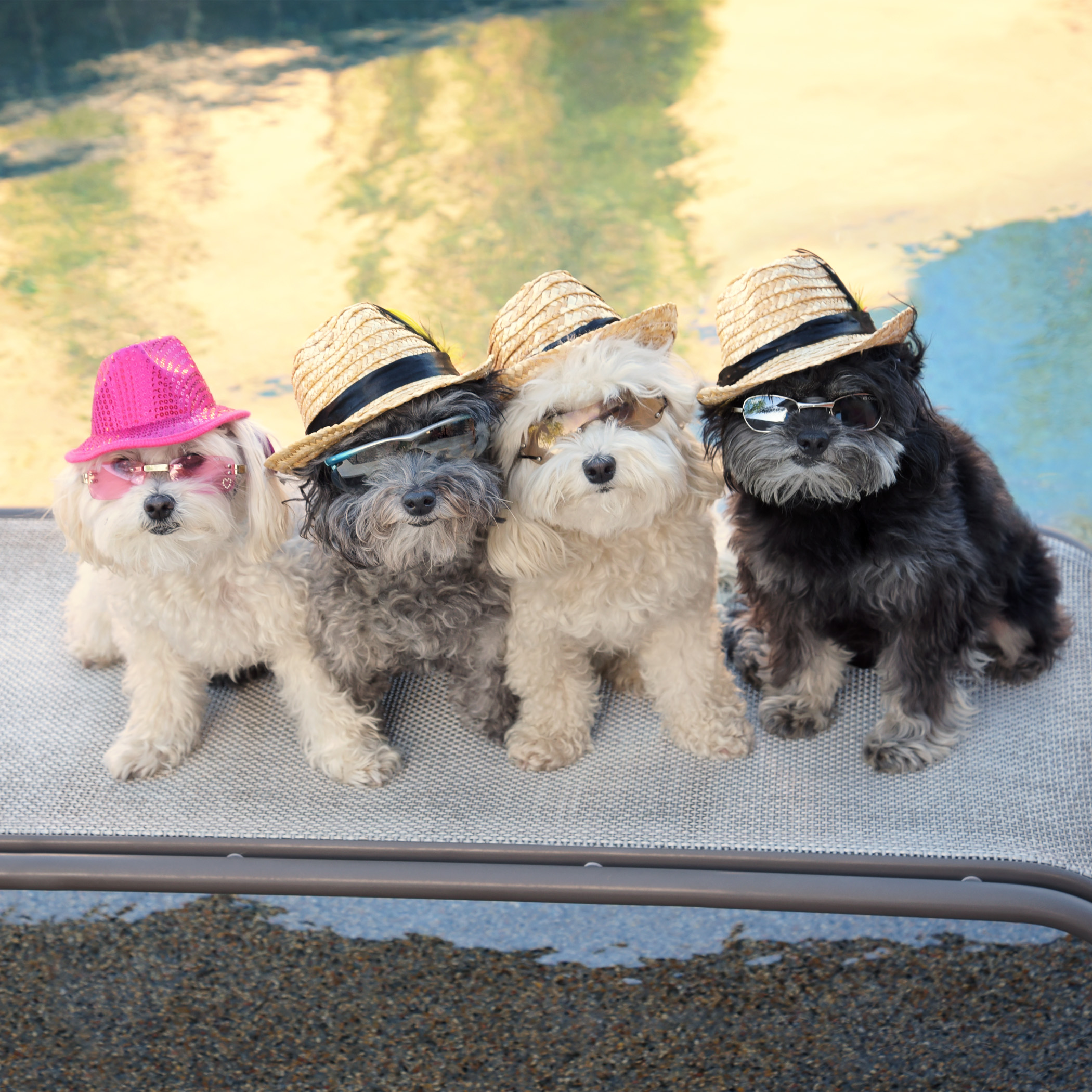  There’s nothing quite like the feeling of coming home! If you need us, we’ll be out here chilling by the pool! Bring us those pina coladas, Mom! 