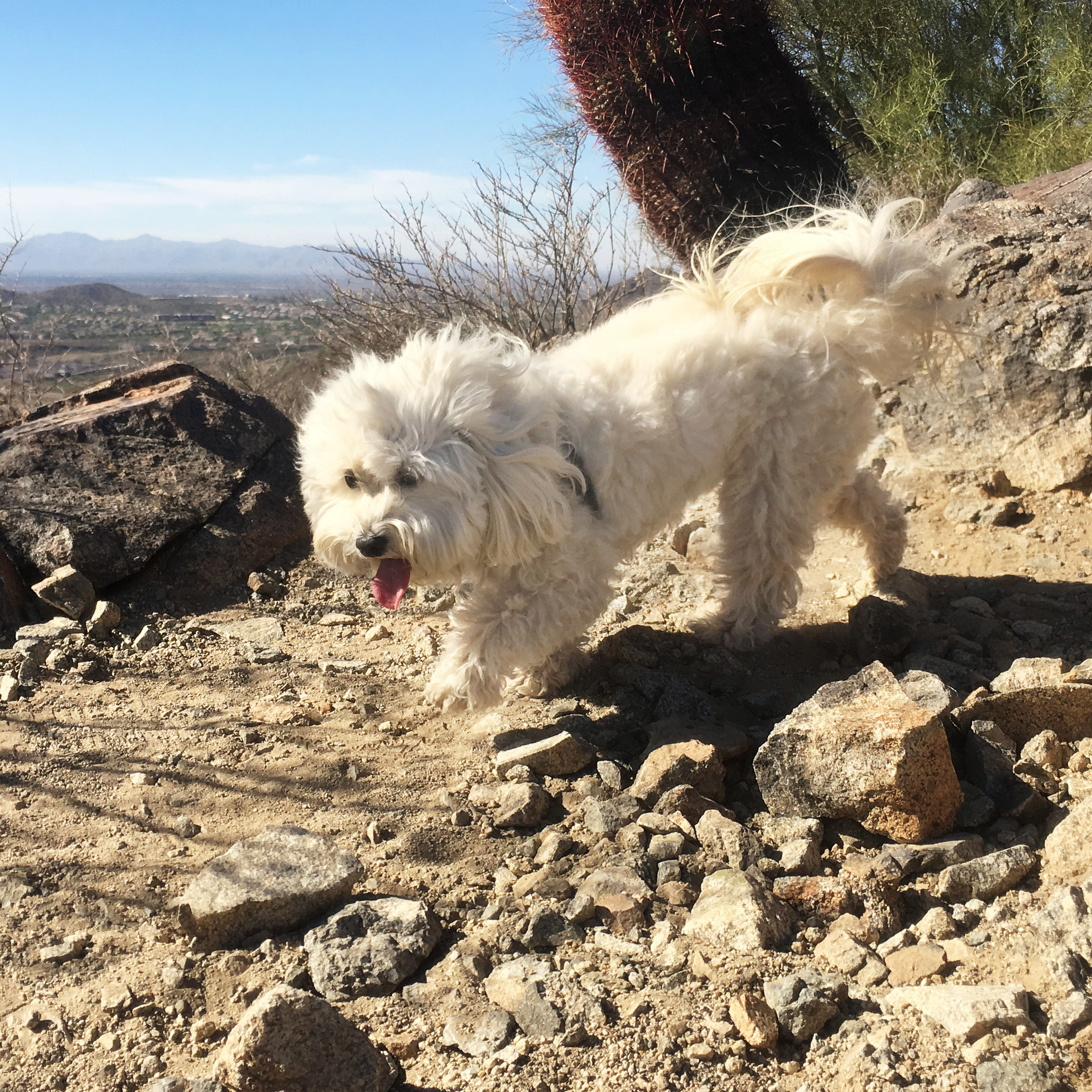  East Wing Mountain, I know this mountain, it’s right outside my house. Mommy &amp; I hike it all the time. Let’s do this thing! 