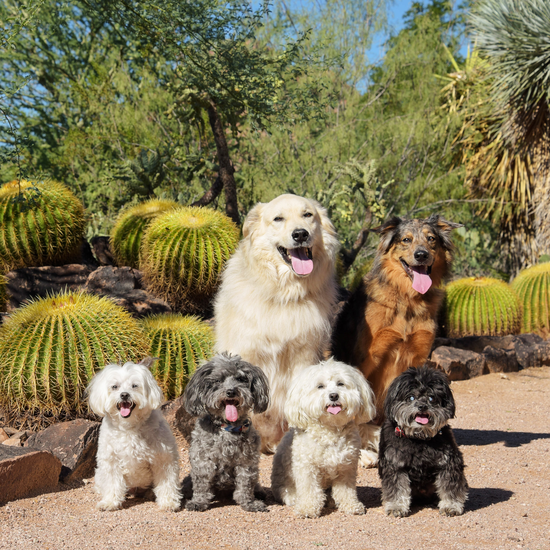   Two hours walking around the gardens with little to no shade, and the Benji tongue finally makes an appearance!  