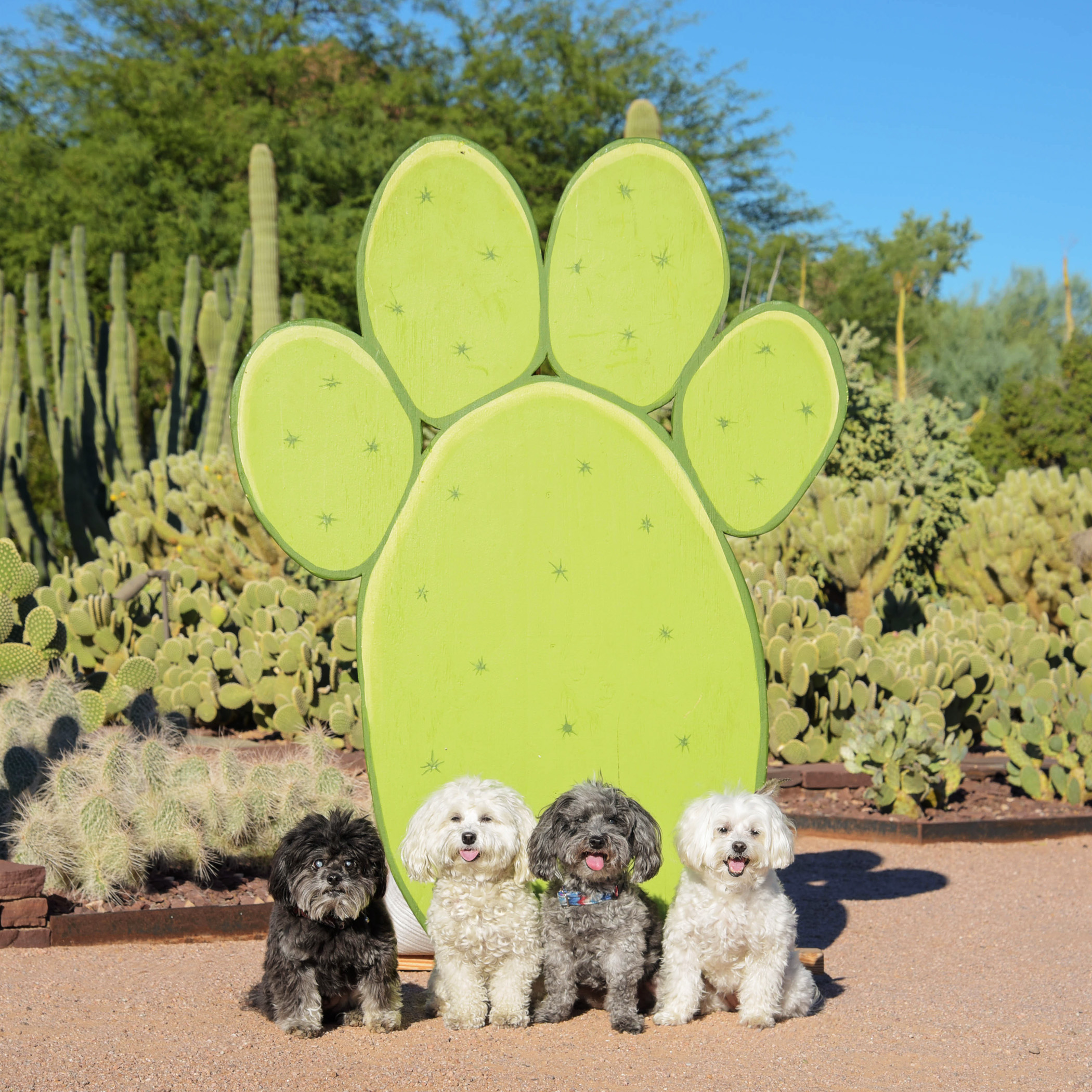  Woah, a gigantic cactus in the shape of a puppy paw! What are the chances of finding something like that at the Desert Botanical Gardens?!? And, the best part…it didn’t have any stickers! 