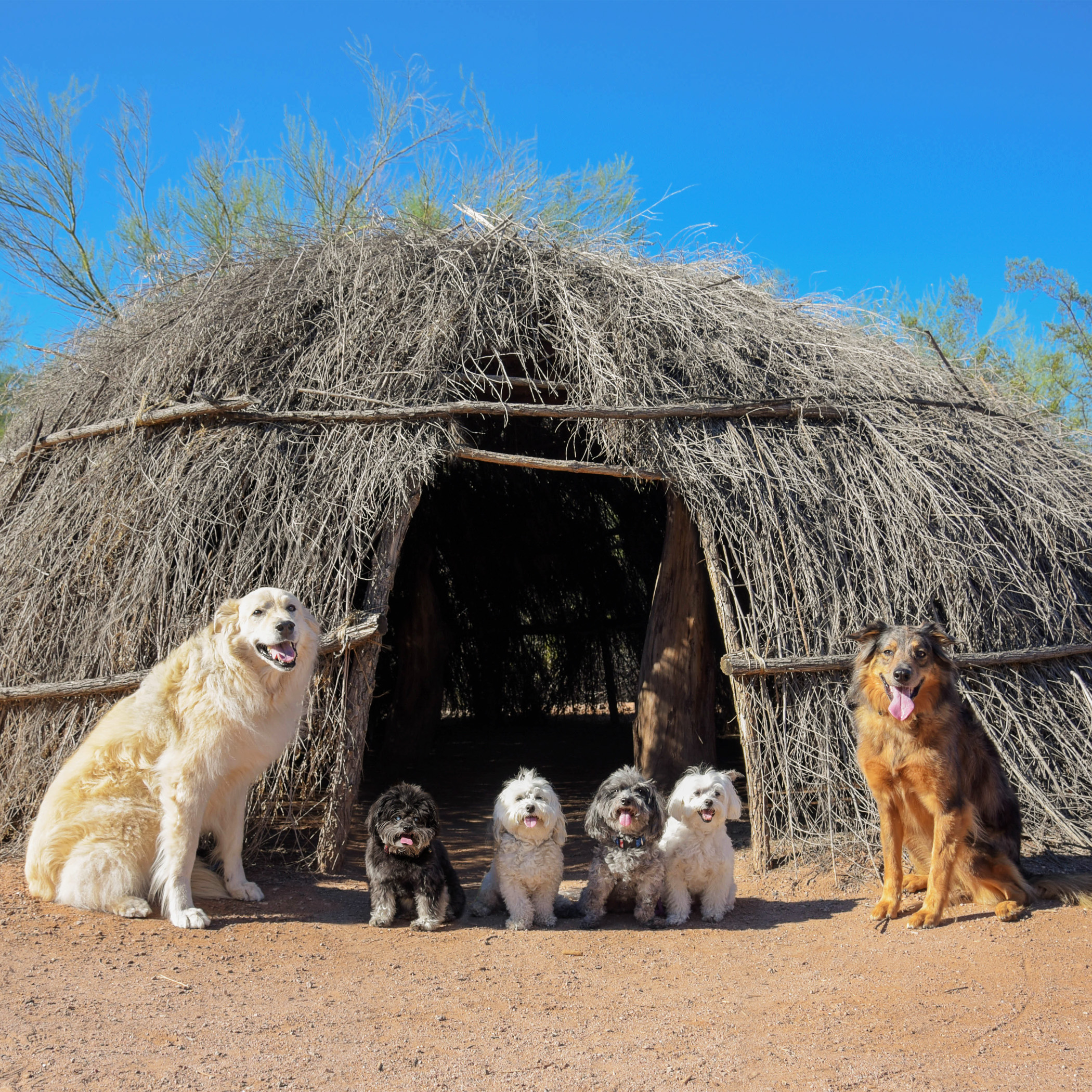  You attract a lot of attention when you pose six dogs all together in a high traffic area! True professionals at work here, people! 